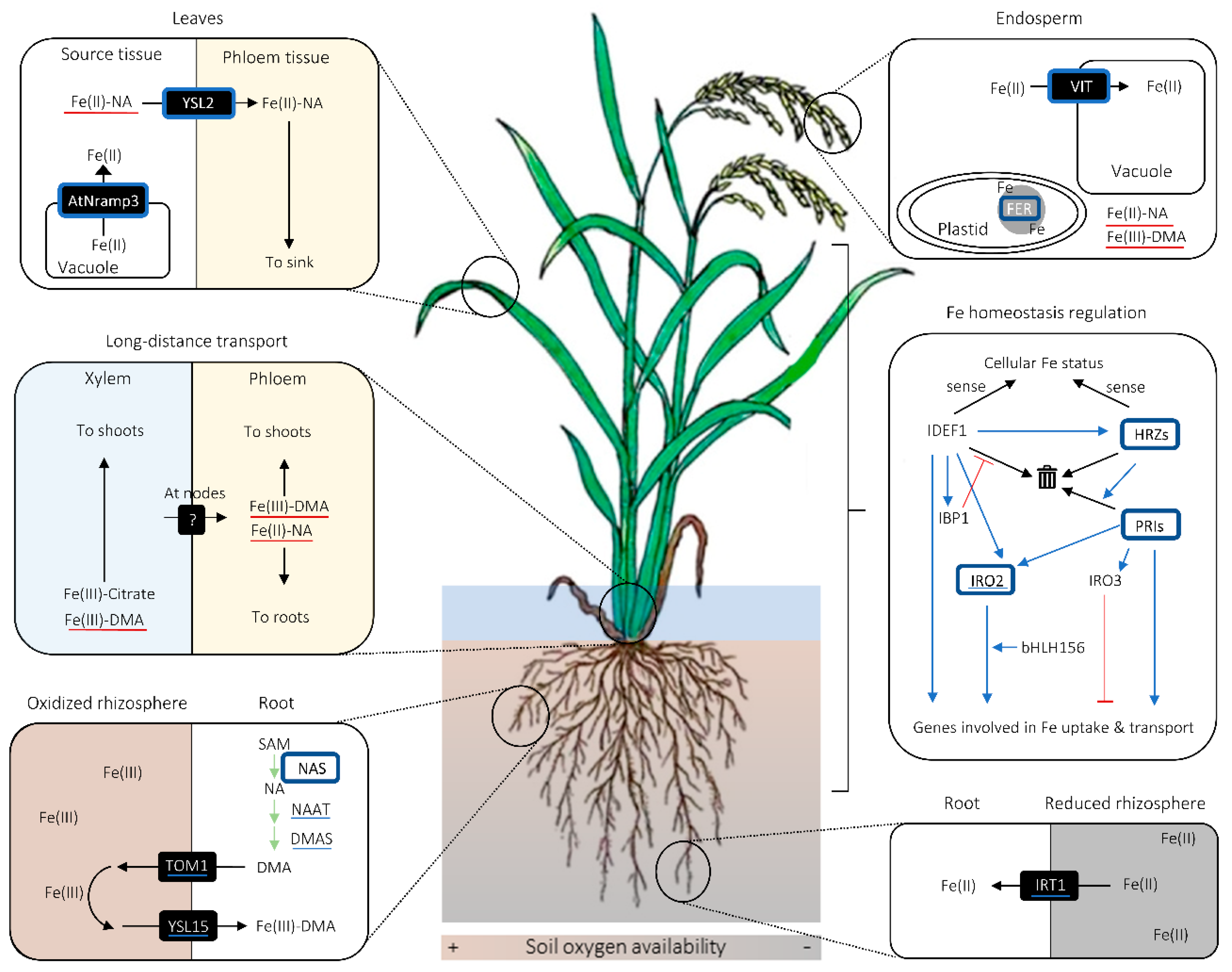 Ijms 21 02827 g002 Ijms 21 02827 g002