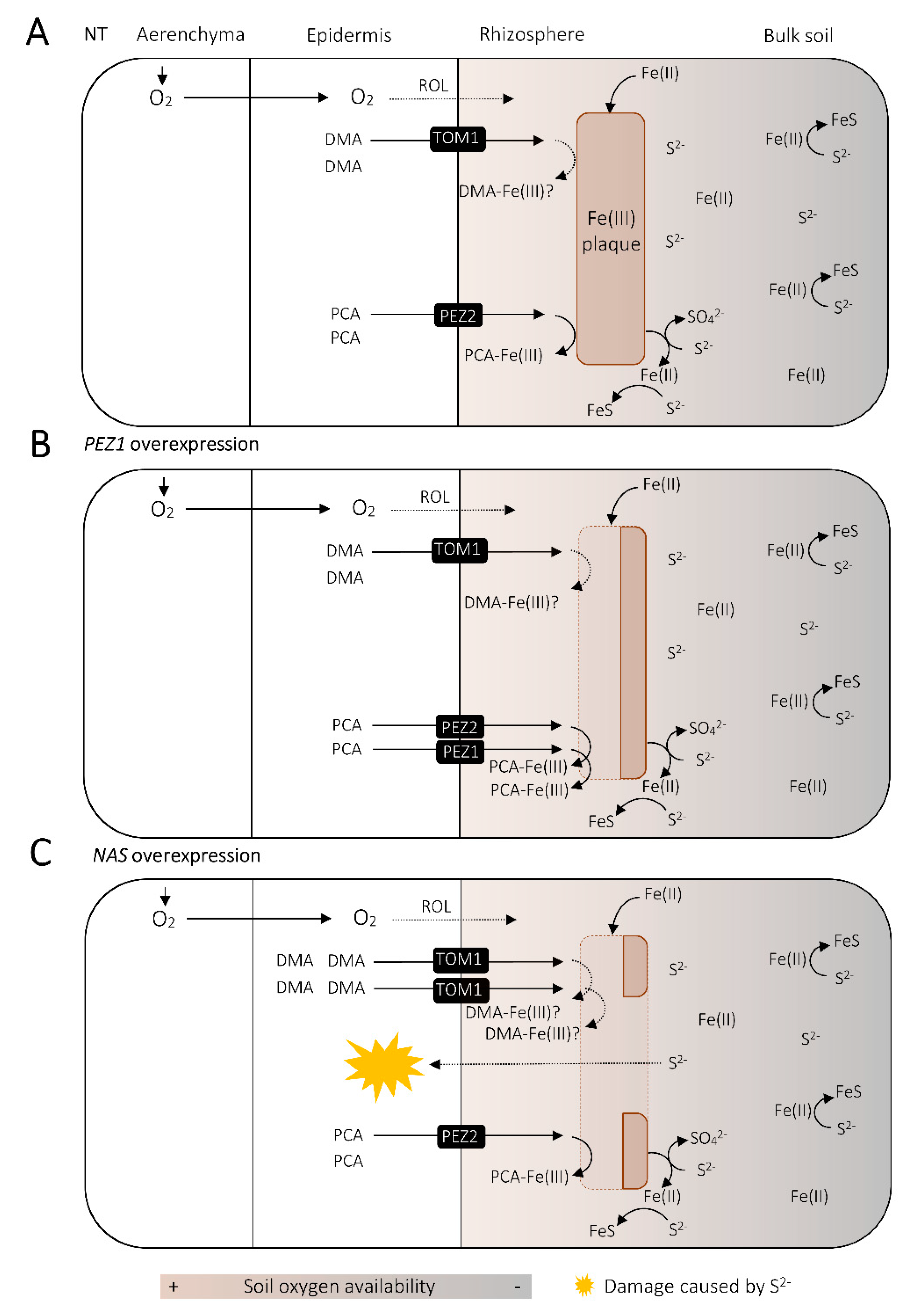 Ijms 21 02827 g004 Ijms 21 02827 g004