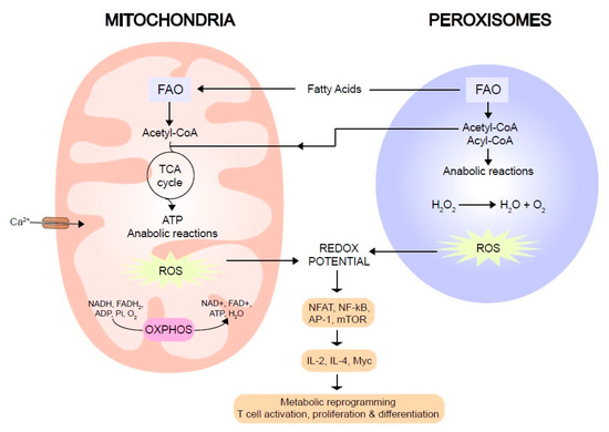 IJMS | Free Full-Text | The Swing of Lipids at Peroxisomes and