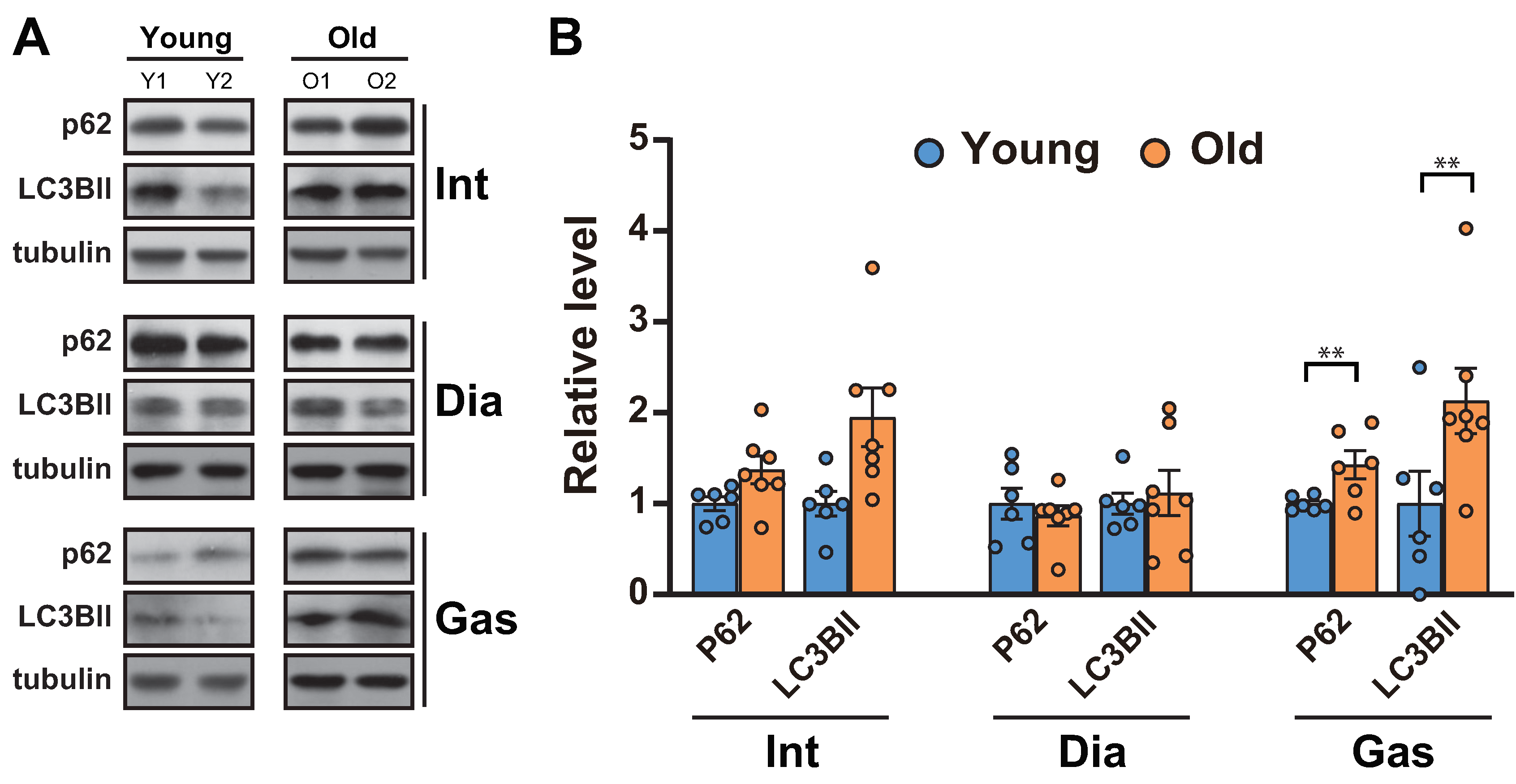 Ijms 21 02862 g003 Ijms 21 02862 g003