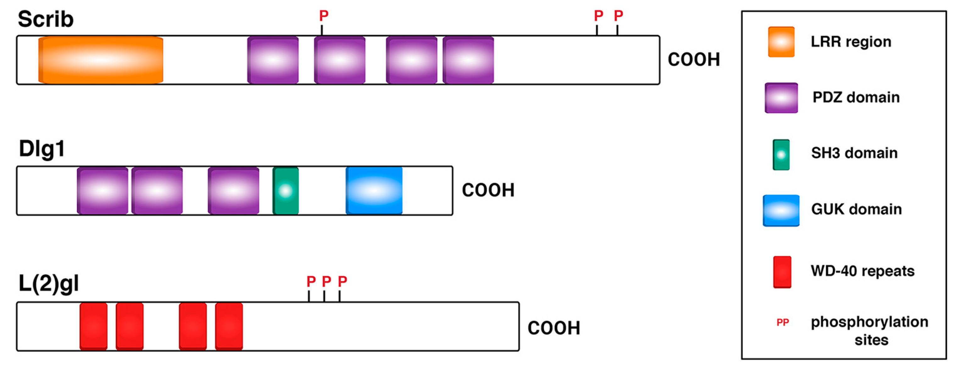 Ijms 21 02865 g001 Ijms 21 02865 g001