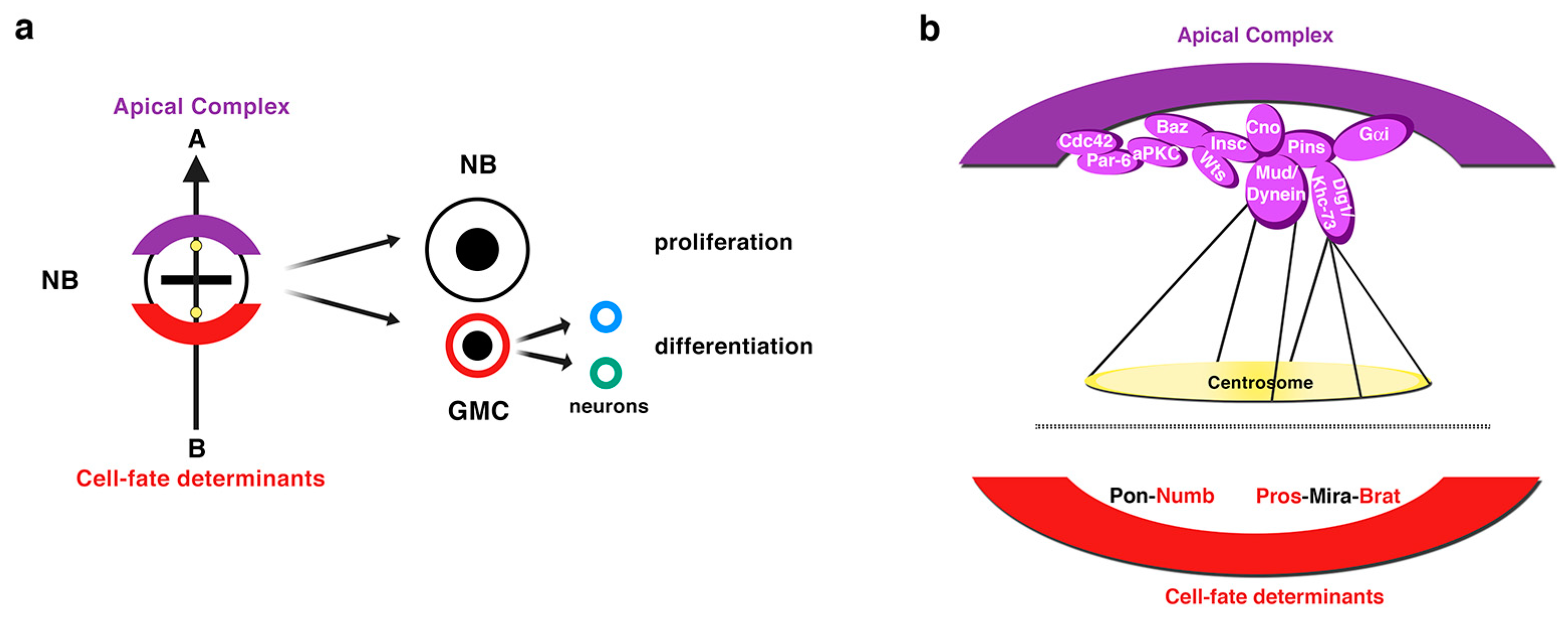 Ijms 21 02865 g002 Ijms 21 02865 g002