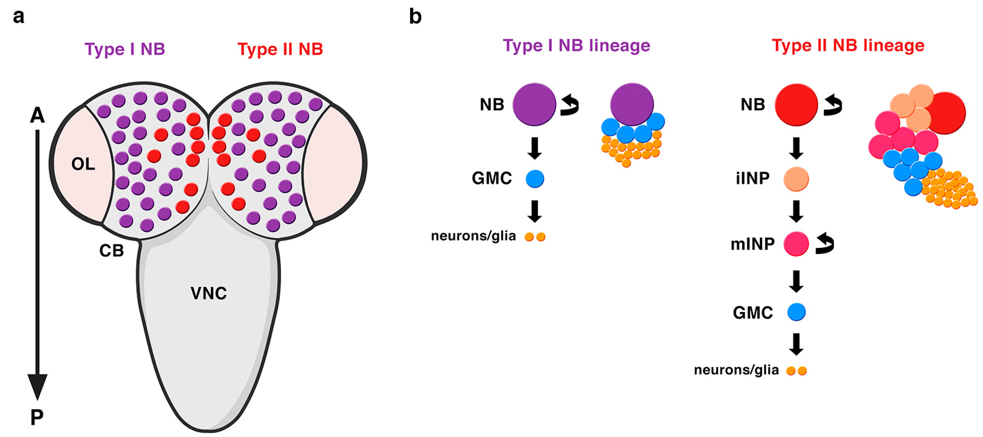 Ijms 21 02865 g003 Ijms 21 02865 g003