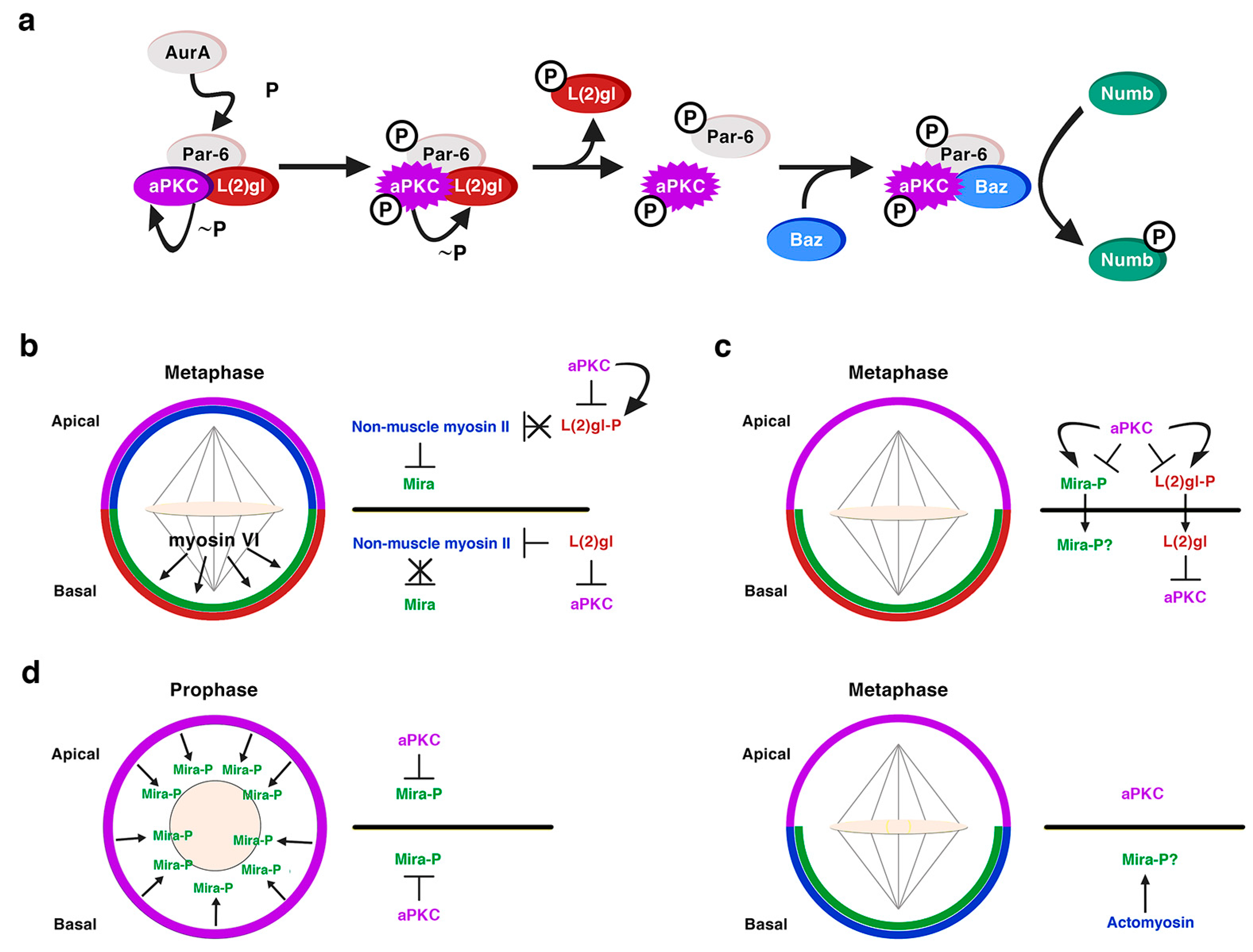 Ijms 21 02865 g004 Ijms 21 02865 g004