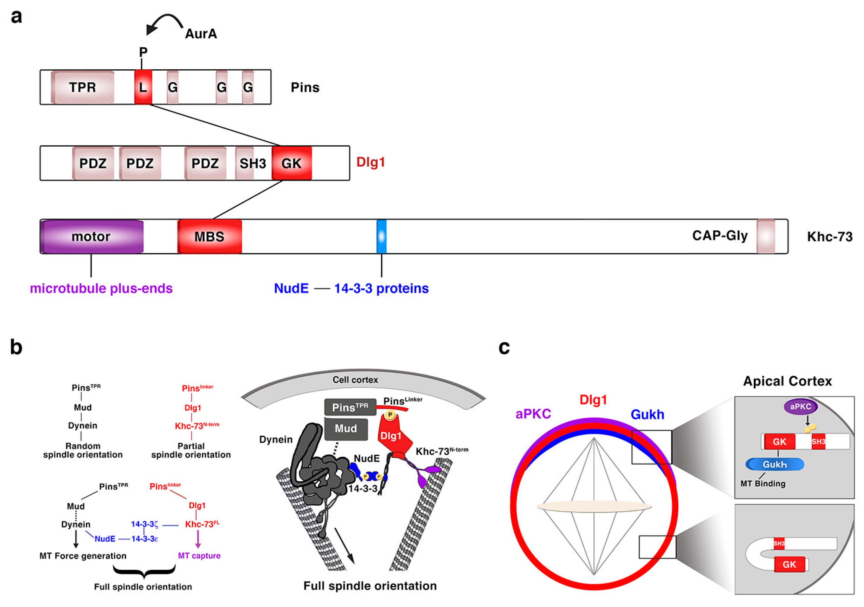 Ijms 21 02865 g005 Ijms 21 02865 g005