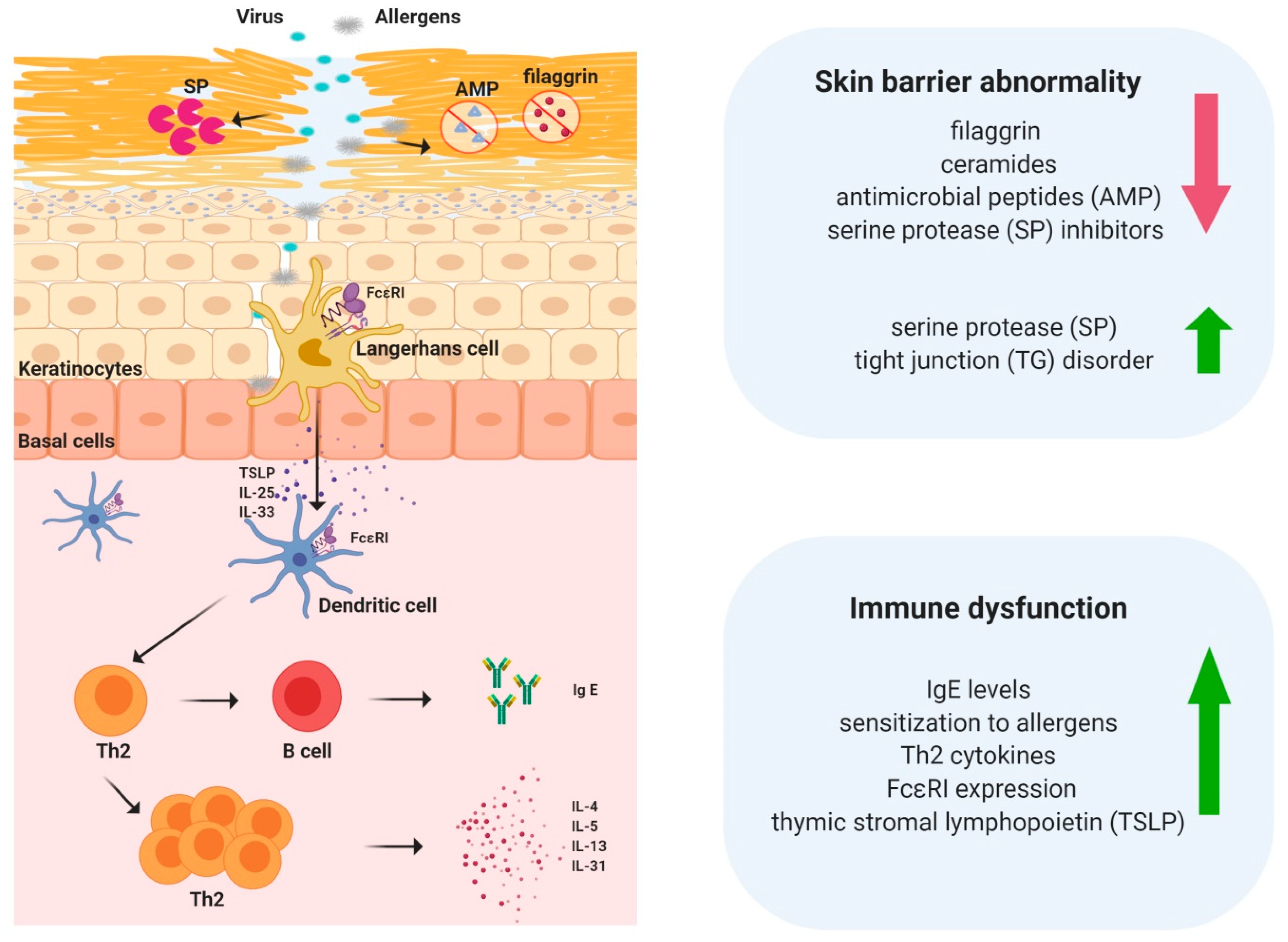 Ijms Free Full Text Skin Barrier Abnormalities And Immune