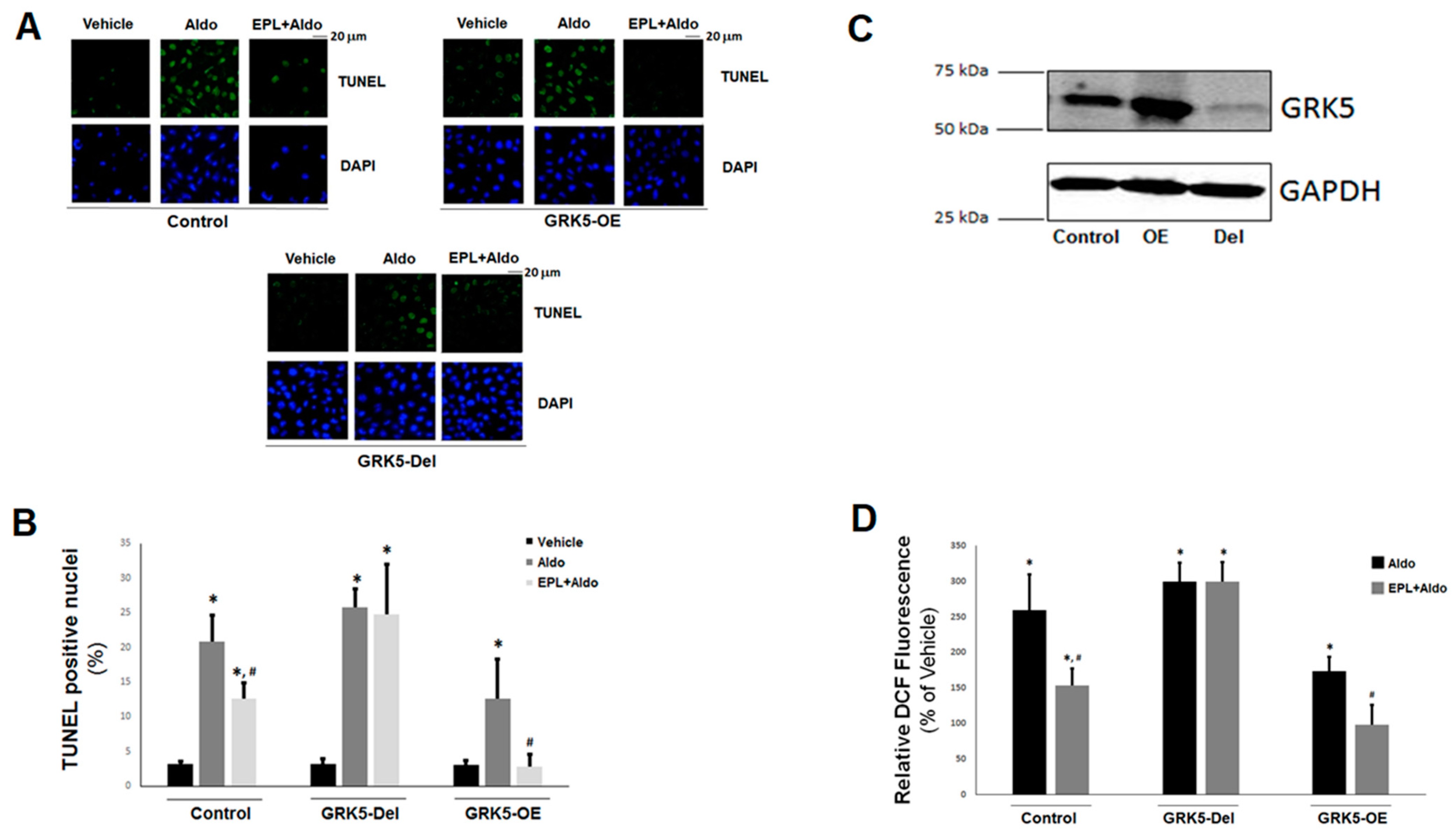 Ijms 21 02868 g004 Ijms 21 02868 g004