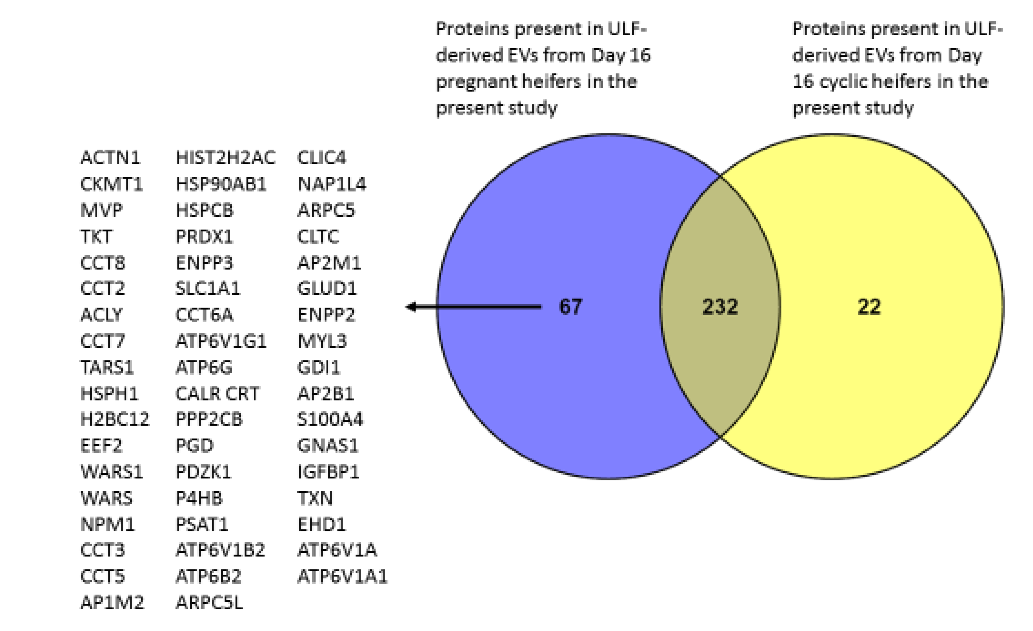 Ijms Free Full Text Protein Synthesis By Day 16 Bovine Conceptuses During The Time Of Maternal Recognition Of Pregnancy Html