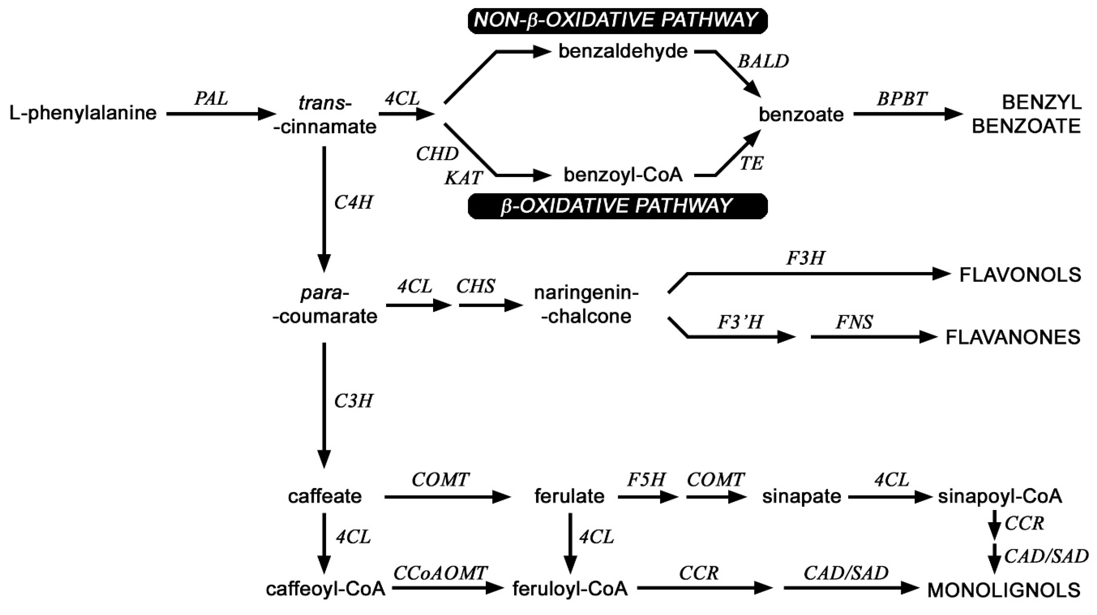 Ijms 21 02887 g006 Ijms 21 02887 g006