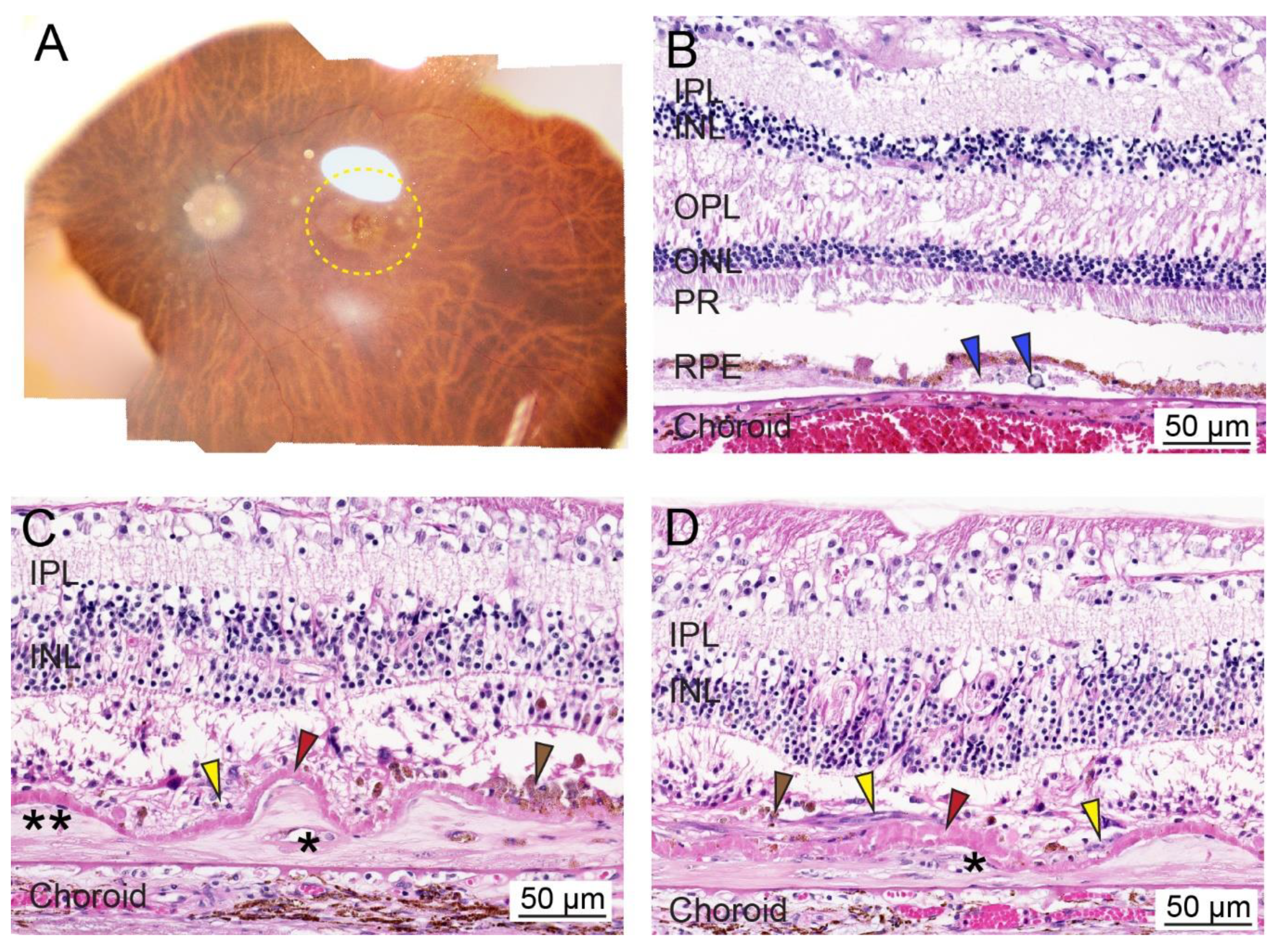 Ijms 21 02889 g001 Ijms 21 02889 g001