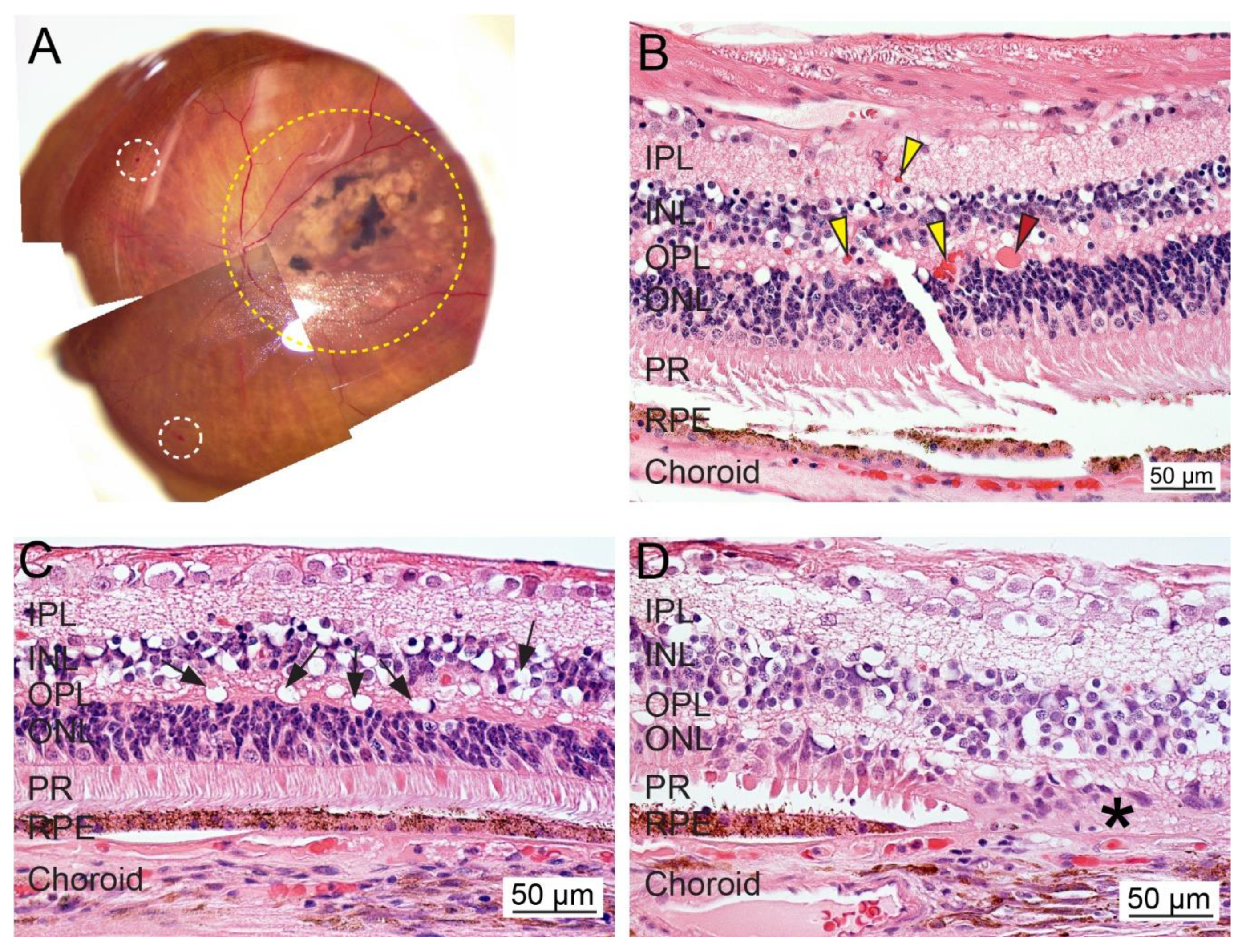 Ijms 21 02889 g003 Ijms 21 02889 g003