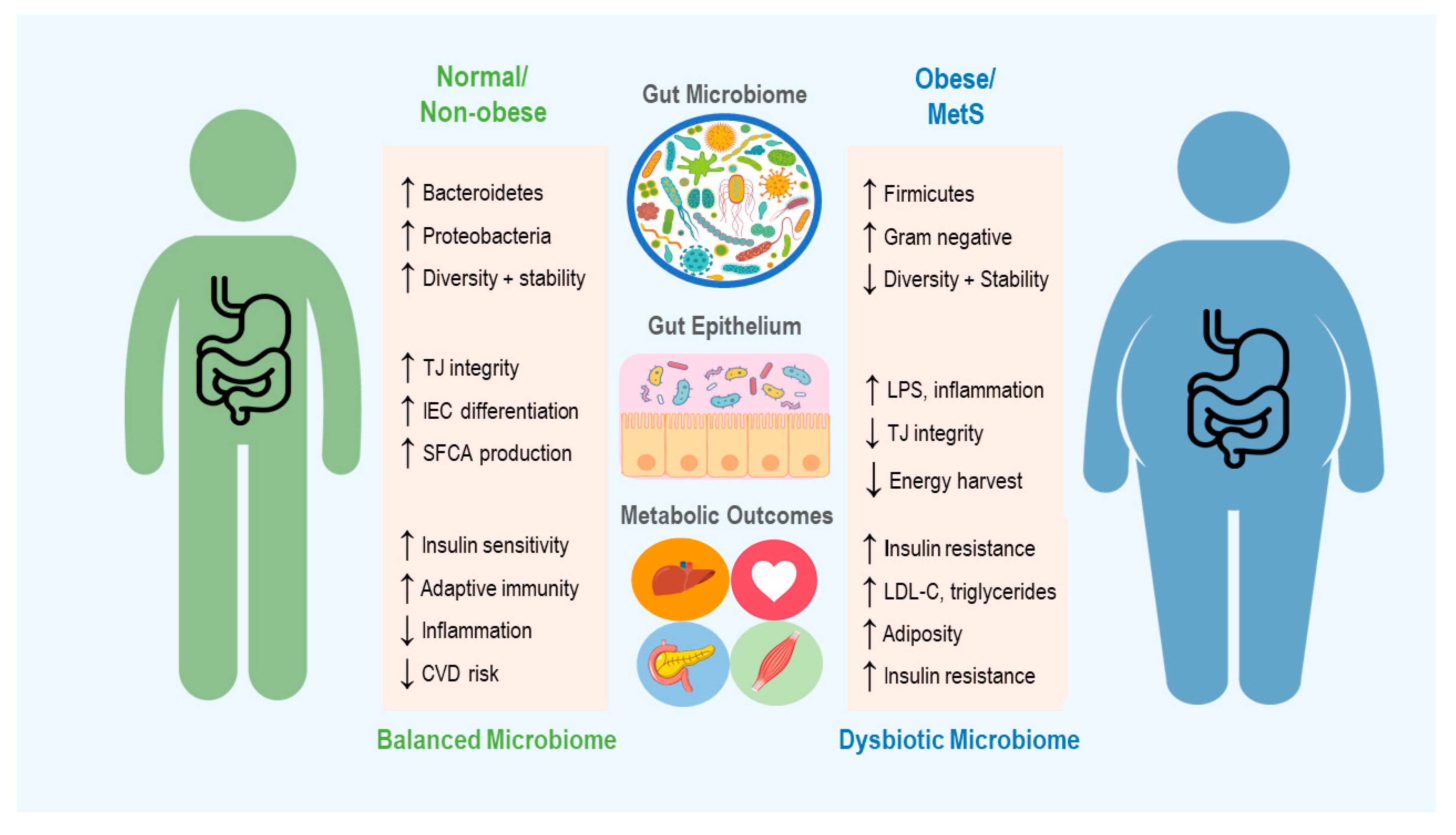 Ijms Free Full Text Microbial Medicine Prebiotic And Probiotic Functional Foods To Target Obesity And Metabolic Syndrome Html
