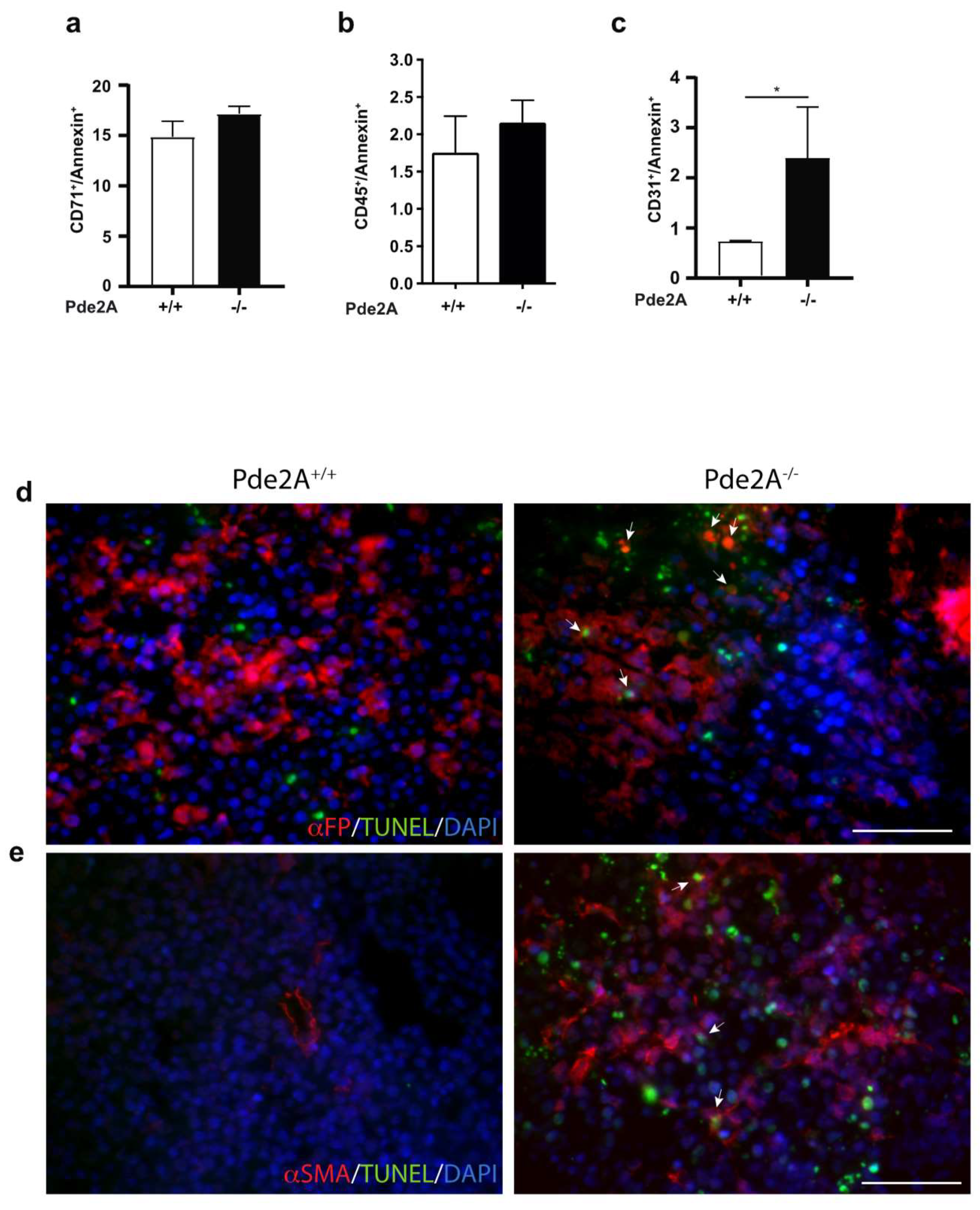 Ijms 21 02902 g004 Ijms 21 02902 g004