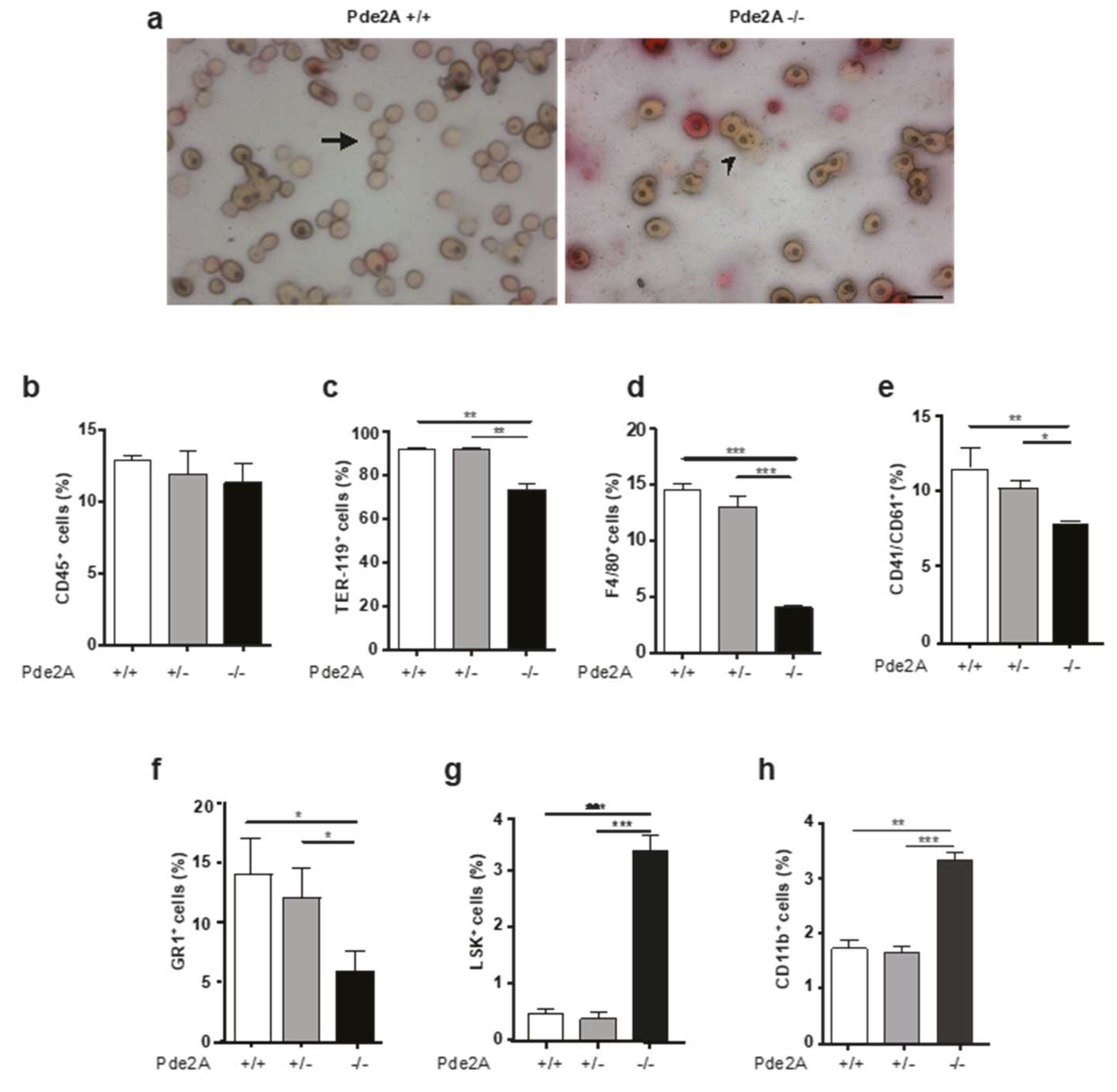 Ijms 21 02902 g005 Ijms 21 02902 g005