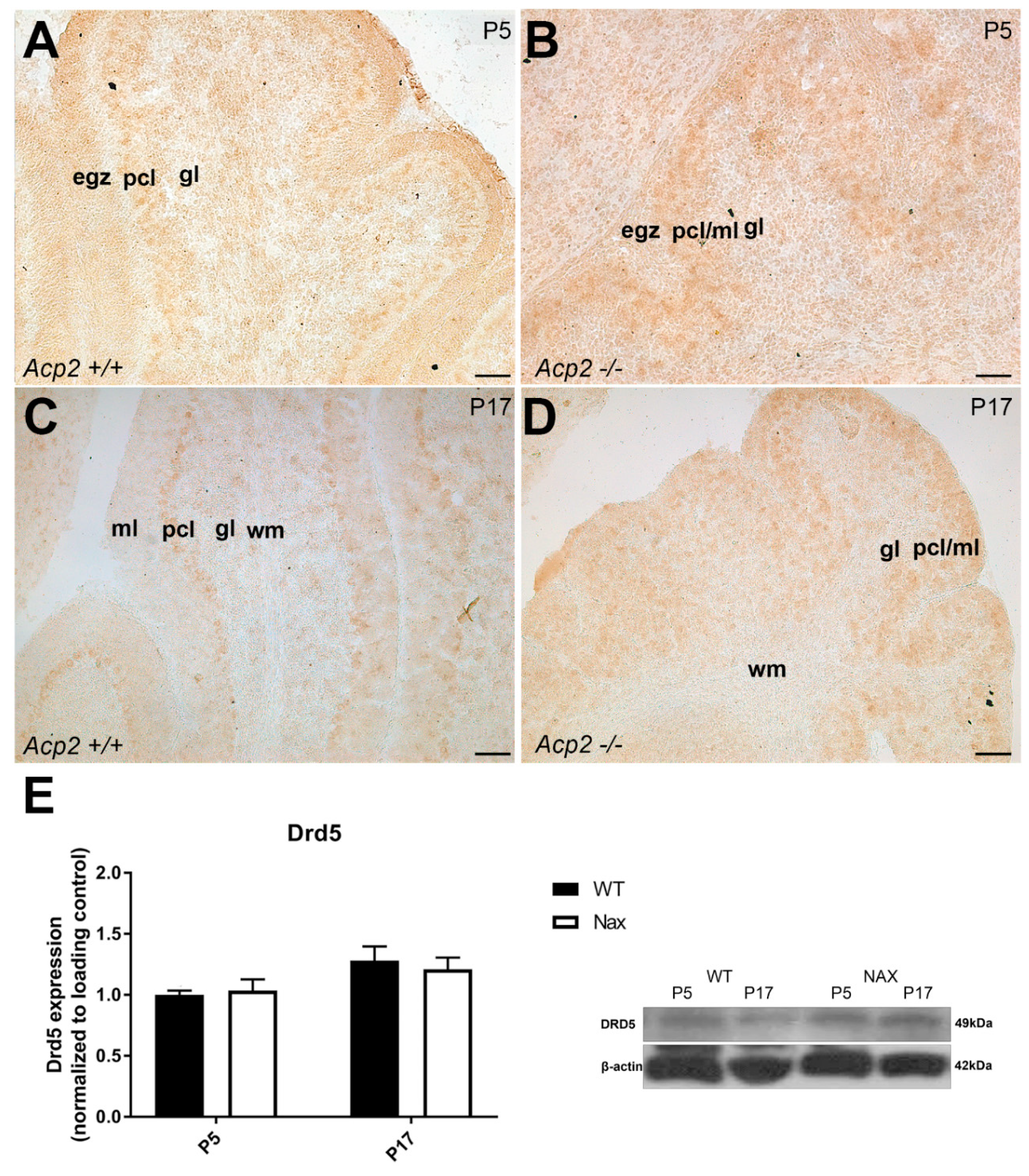 Ijms 21 02914 g006 Ijms 21 02914 g006