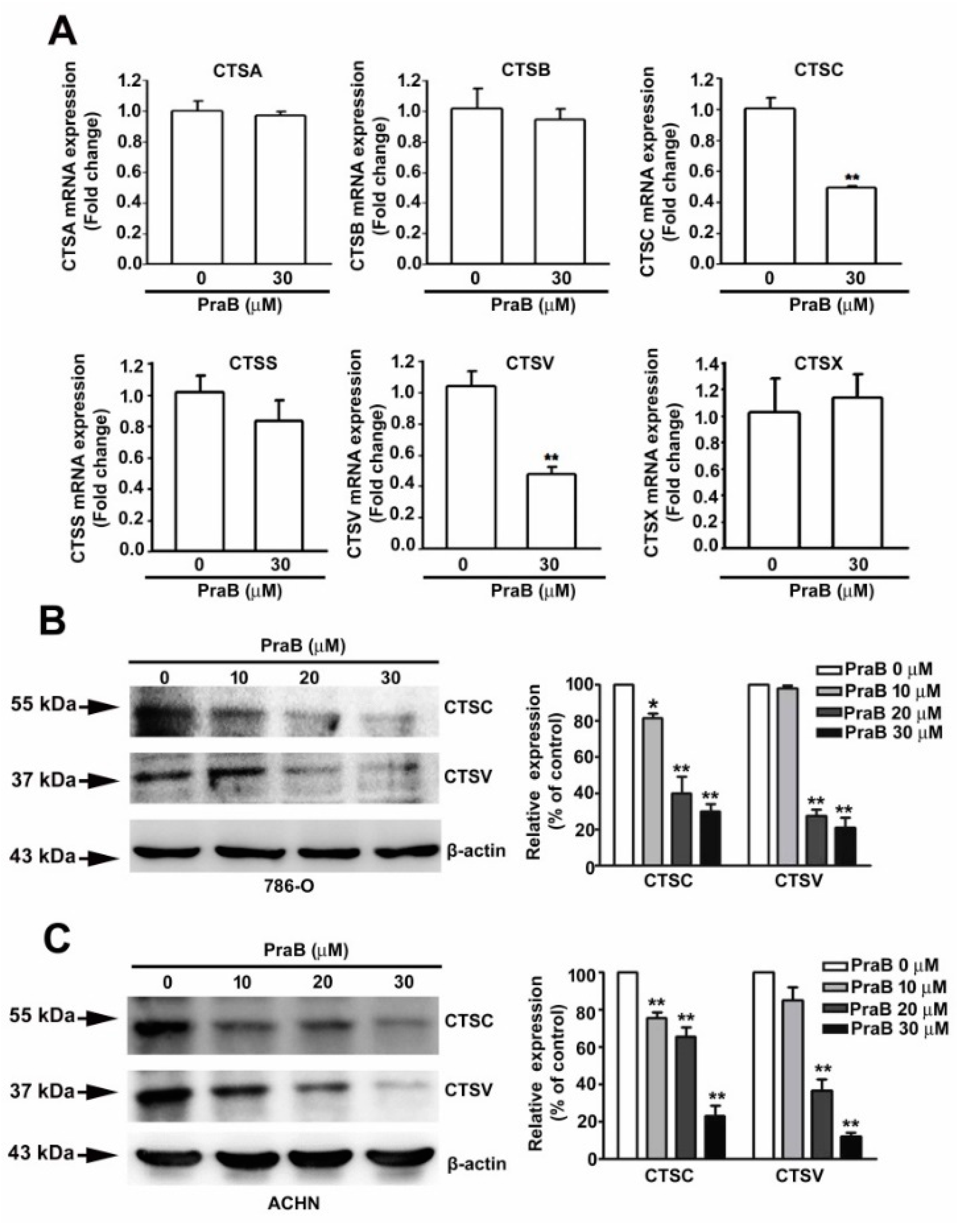 Ijms 21 02919 g003 Ijms 21 02919 g003