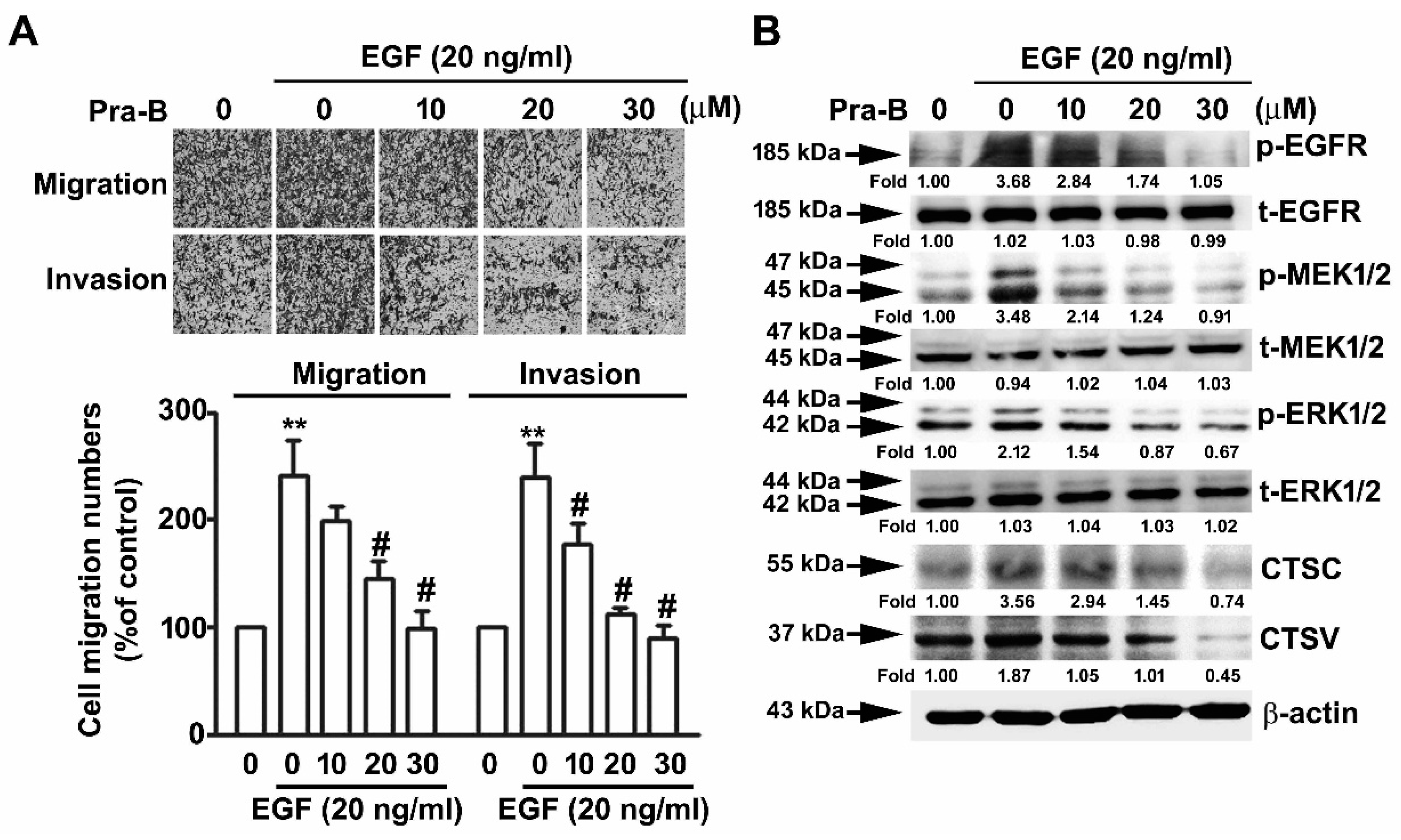 Ijms 21 02919 g005 Ijms 21 02919 g005