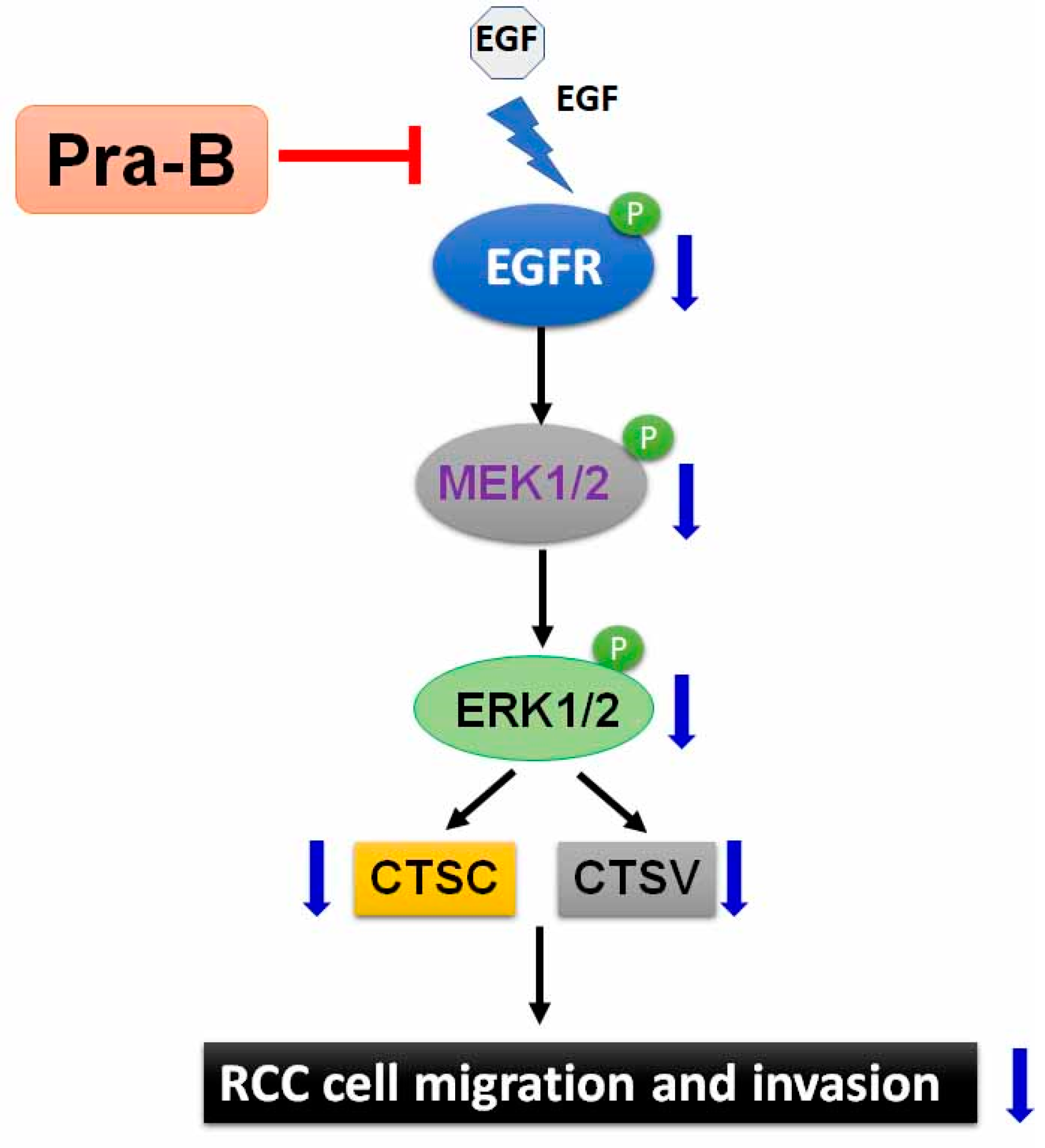 Ijms 21 02919 g006 Ijms 21 02919 g006