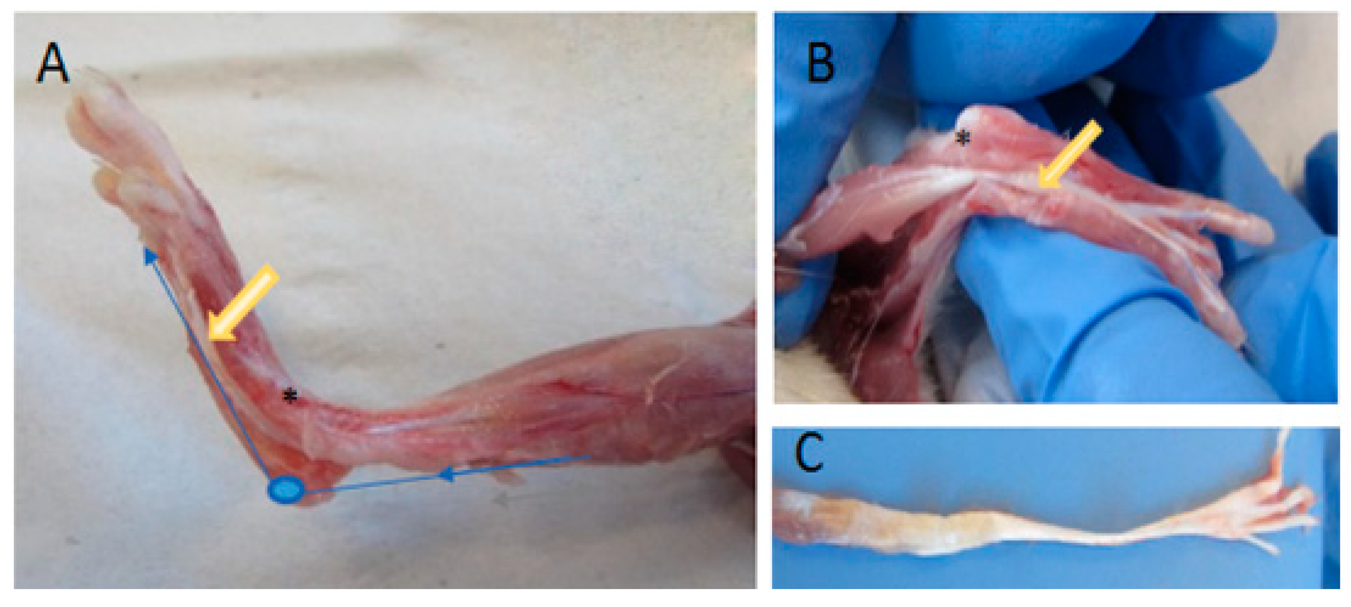 Ijms 21 02925 g007 Ijms 21 02925 g007