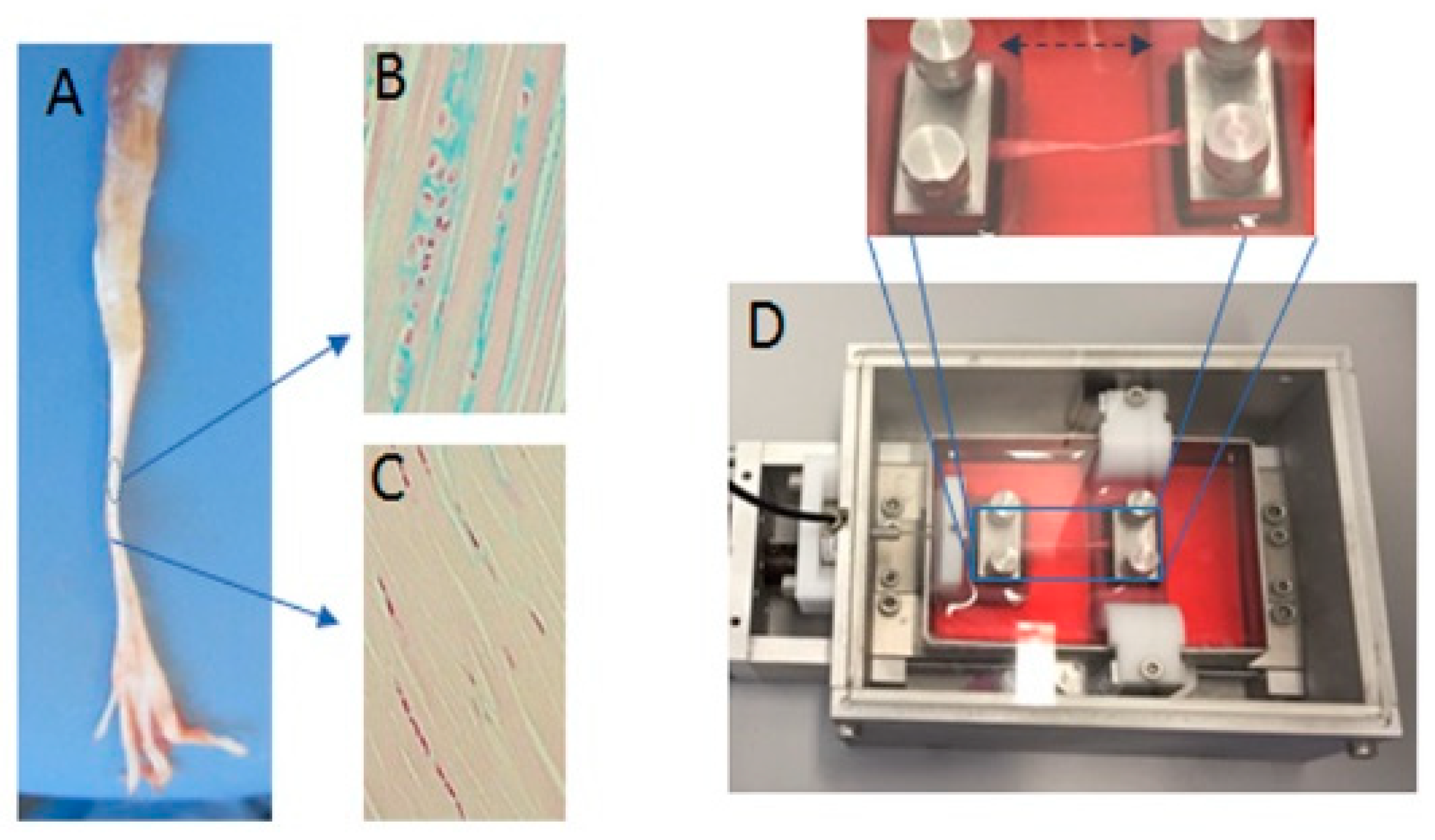 Ijms 21 02925 g008 Ijms 21 02925 g008