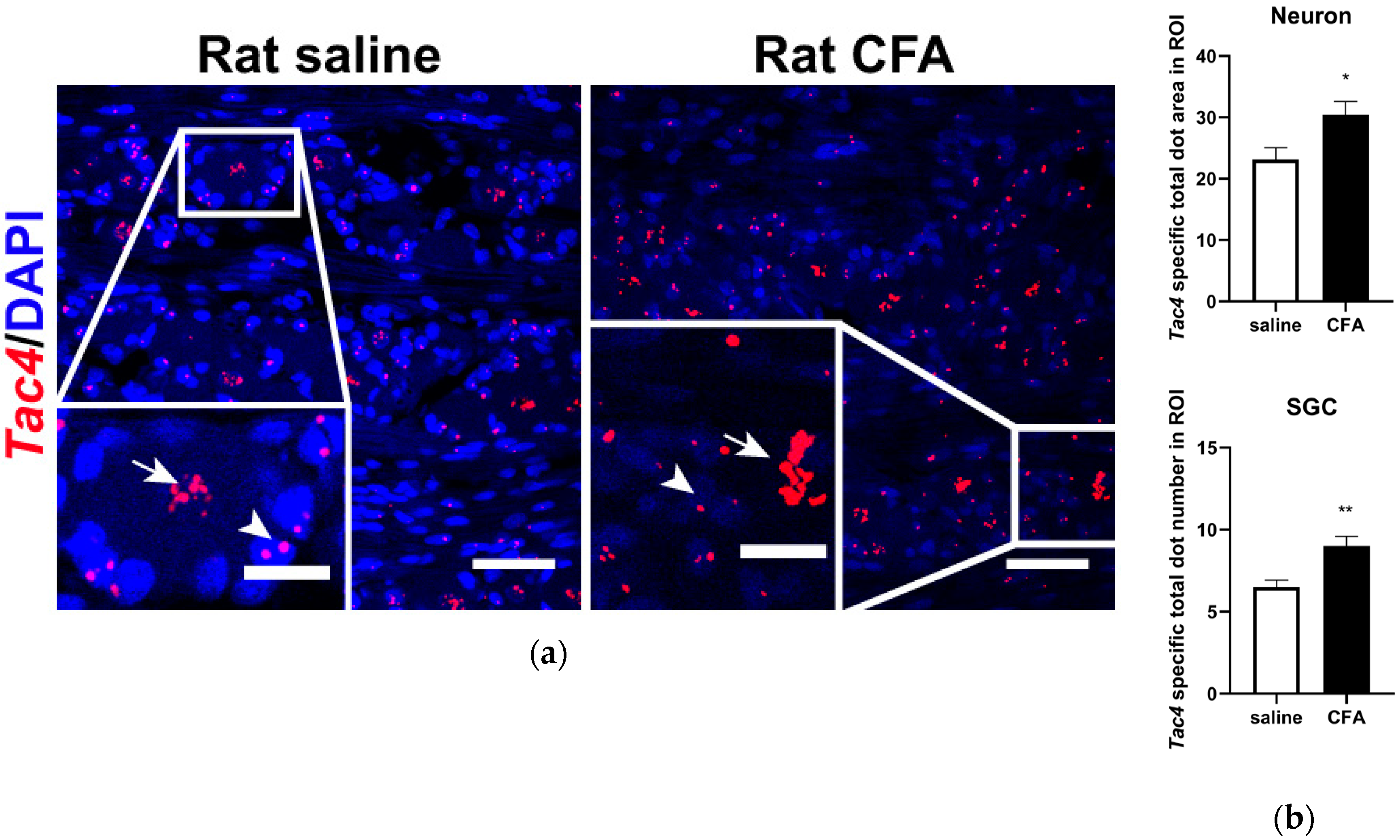 Ijms 21 02938 g002 Ijms 21 02938 g002