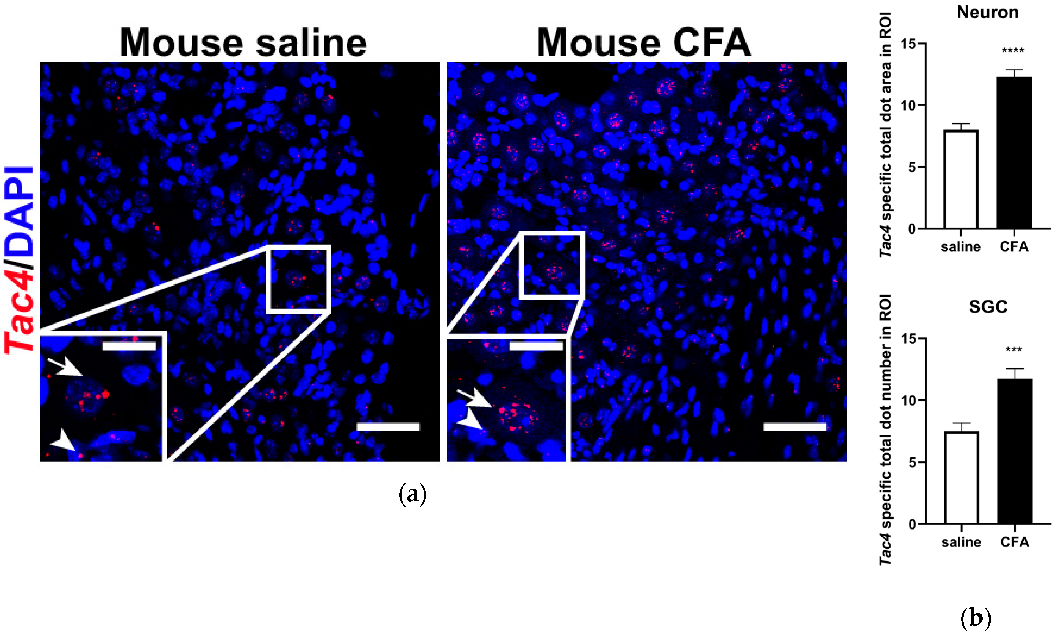 Ijms 21 02938 g003 Ijms 21 02938 g003