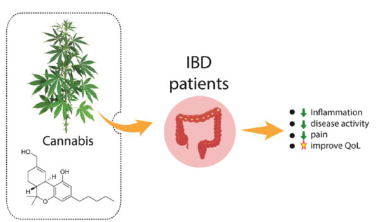 Ijms Free Full Text Cannabis And Canabidinoids On The Inflammatory Bowel Diseases Going Beyond Misuse Html