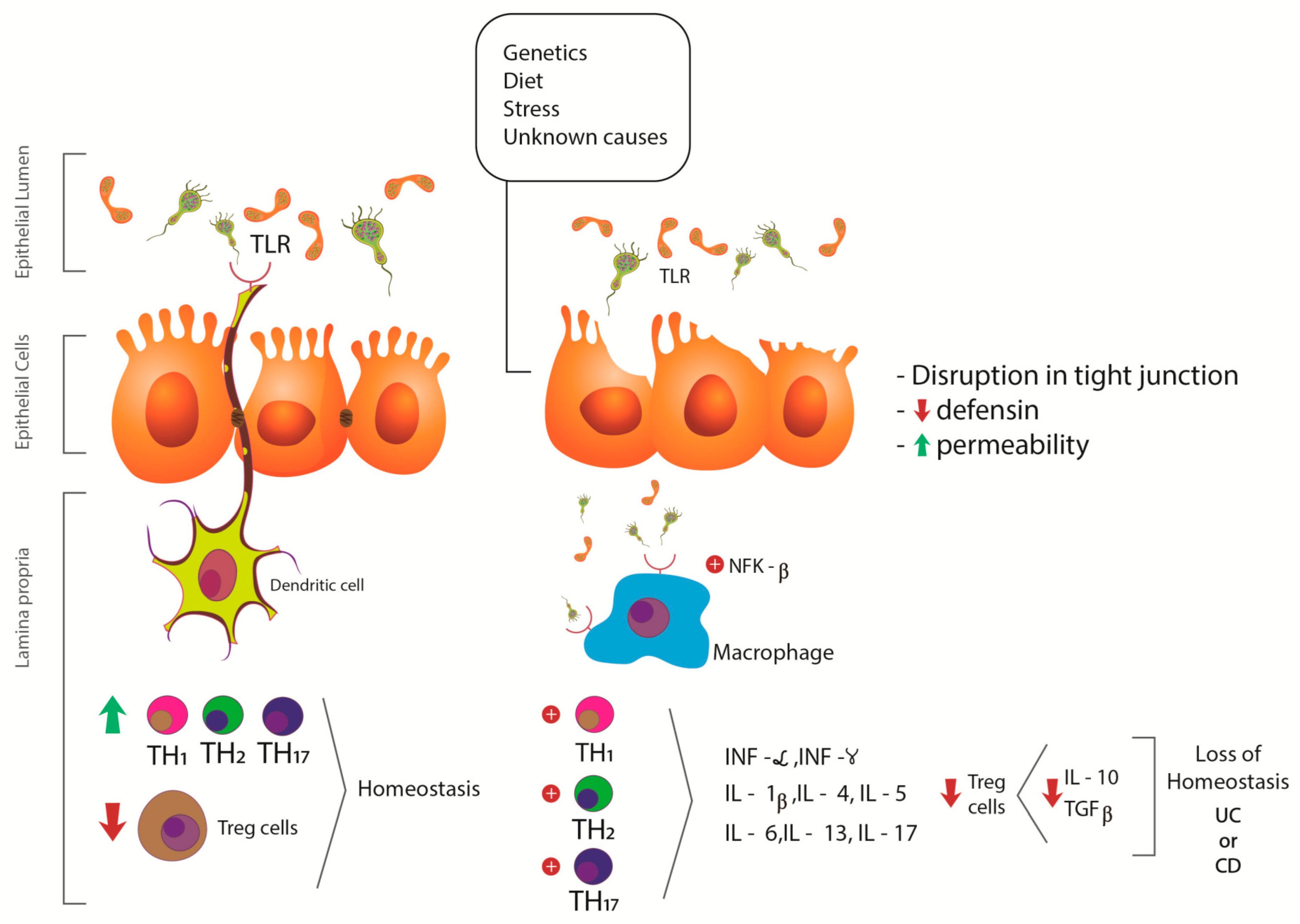 Ijms Free Full Text Cannabis And Canabidinoids On The Inflammatory Bowel Diseases Going Beyond Misuse Html