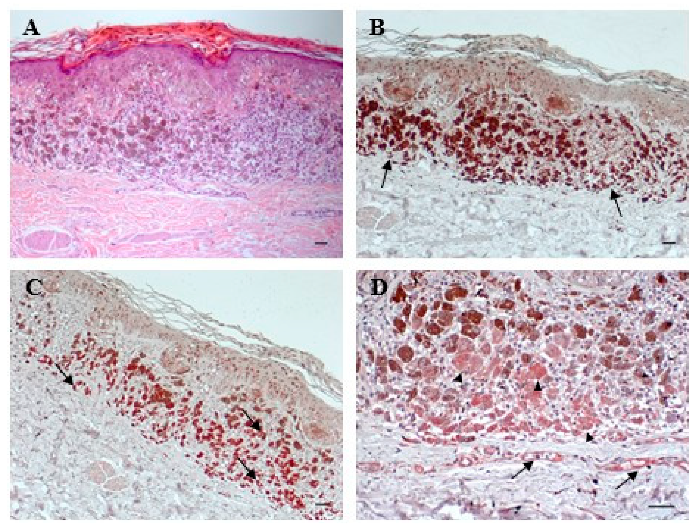 Ijms 21 02950 g001 Ijms 21 02950 g001