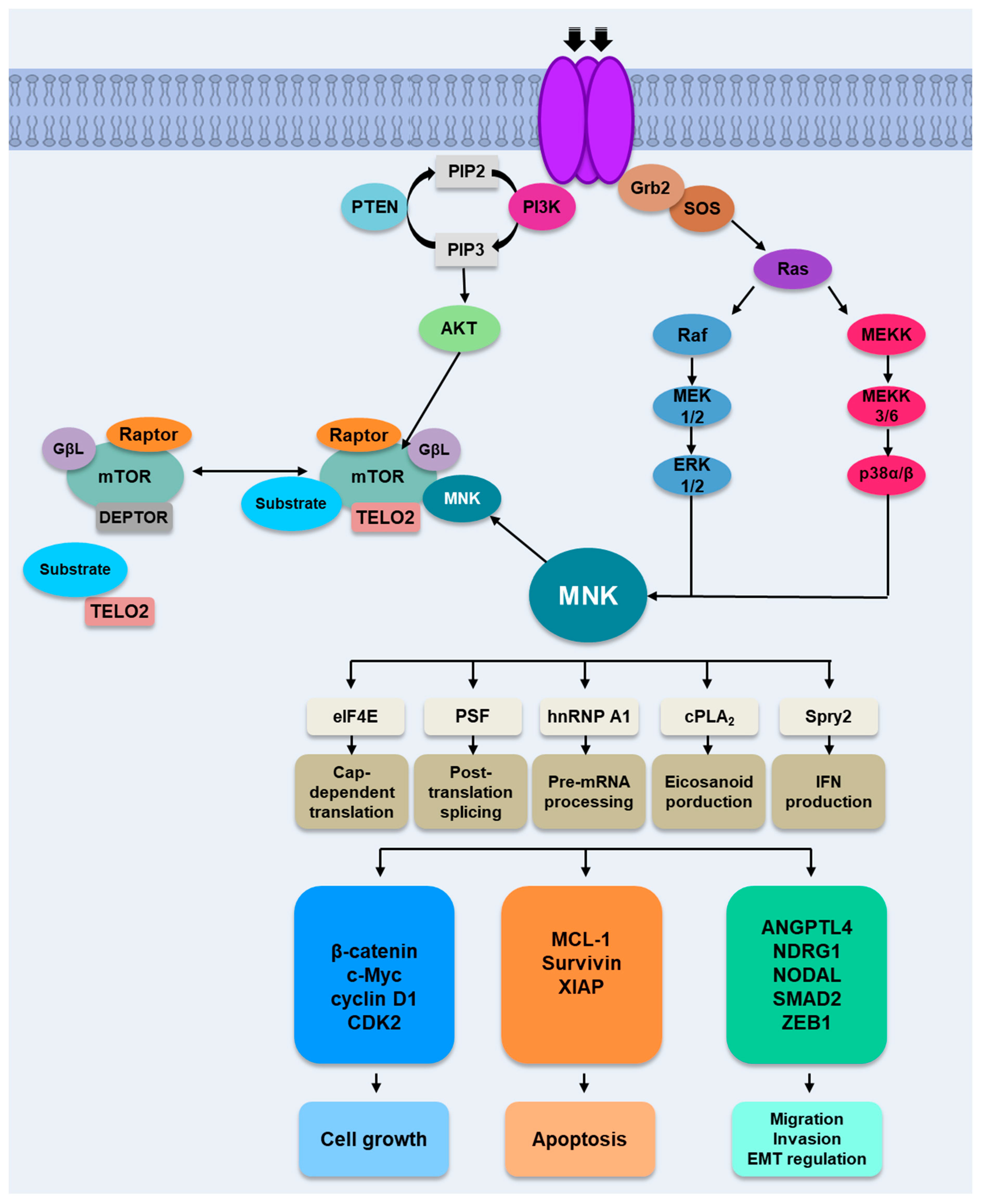 Ijms 21 02967 g002 Ijms 21 02967 g002