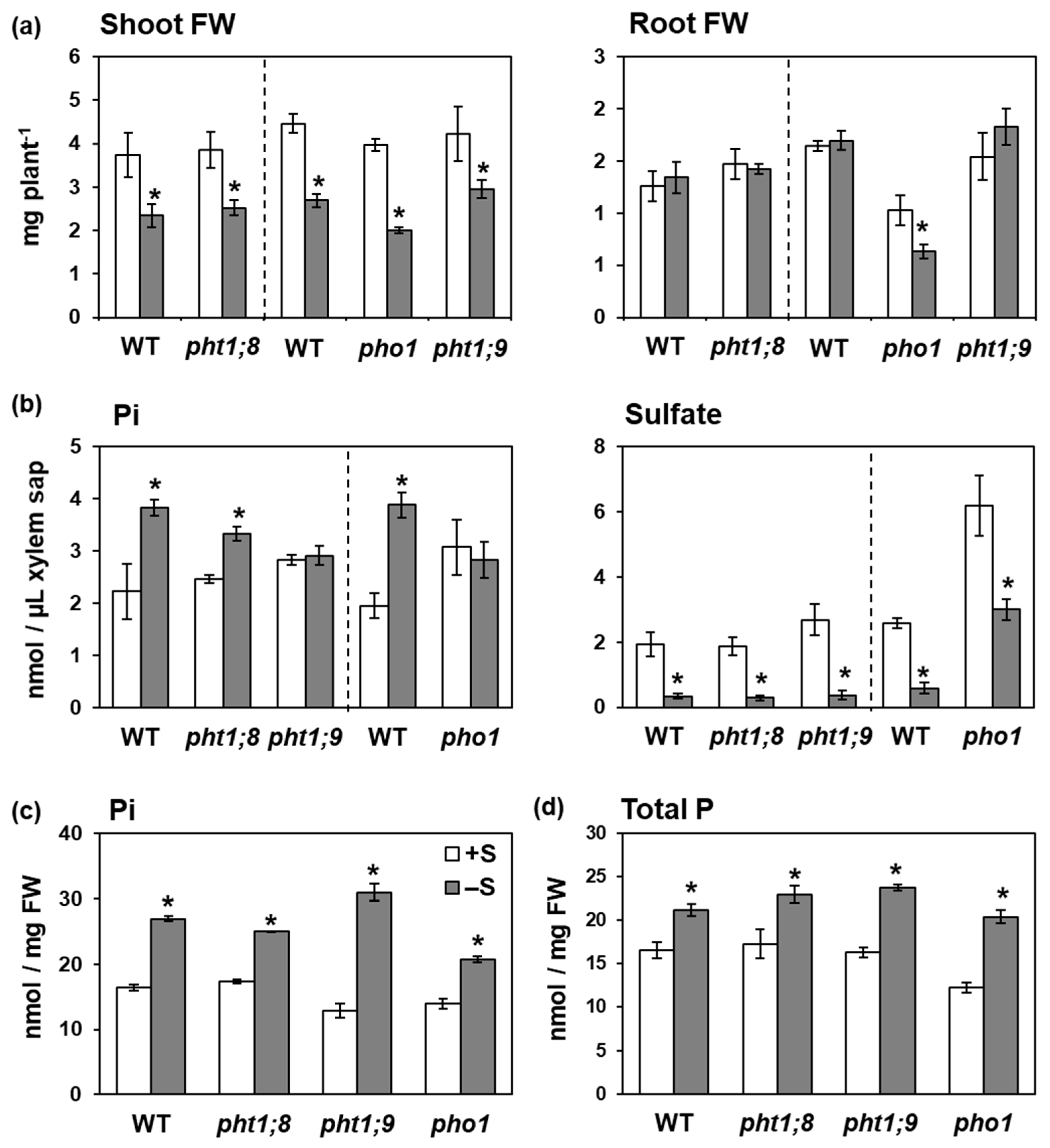 Ijms 21 02971 g004 Ijms 21 02971 g004