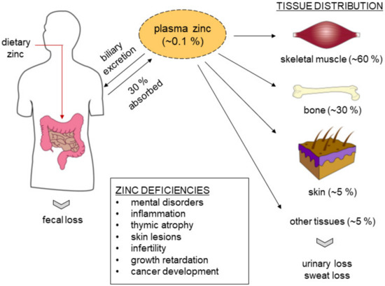 tissue salt prostate