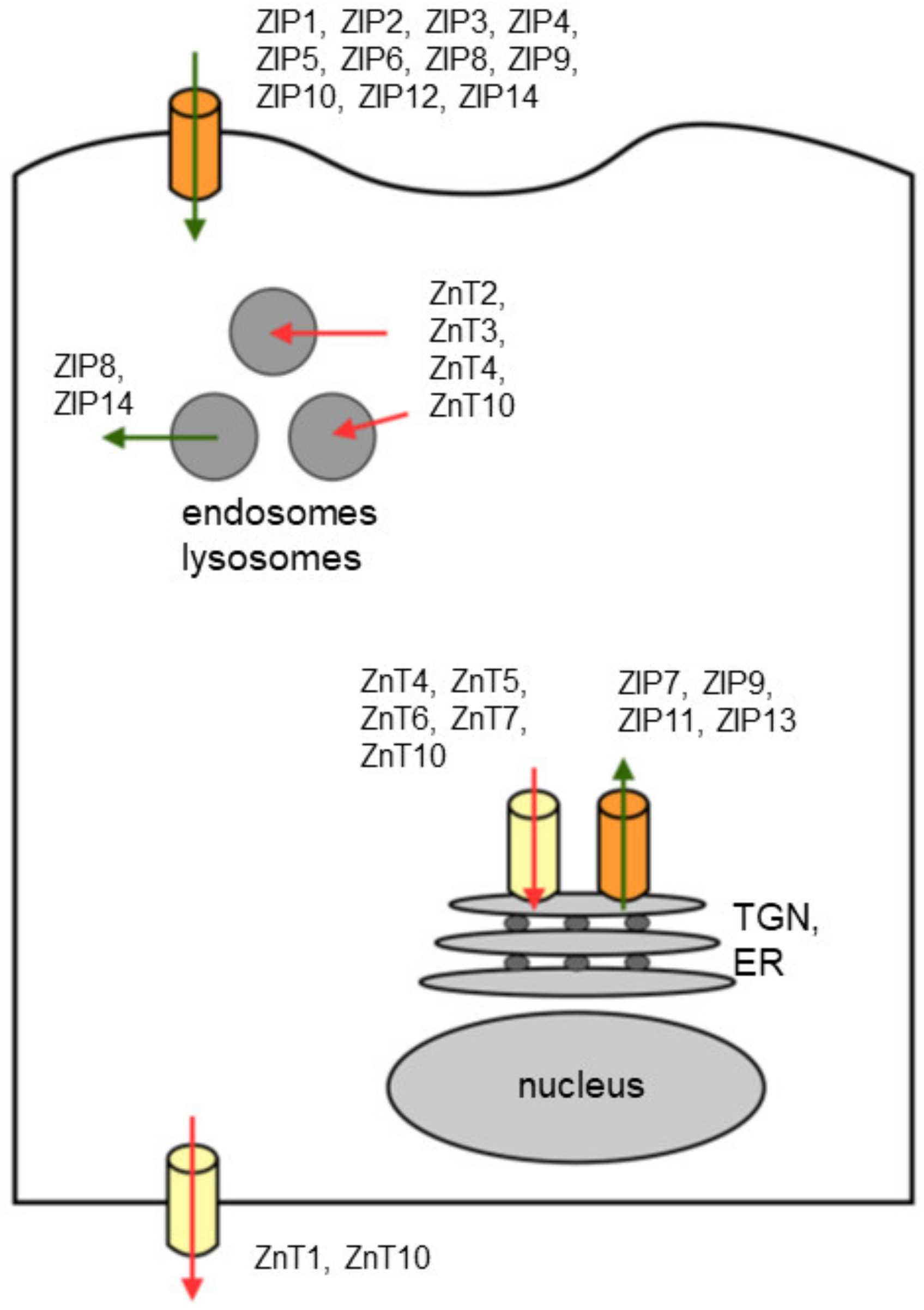 zinc and prostate cancer: a critical scientific