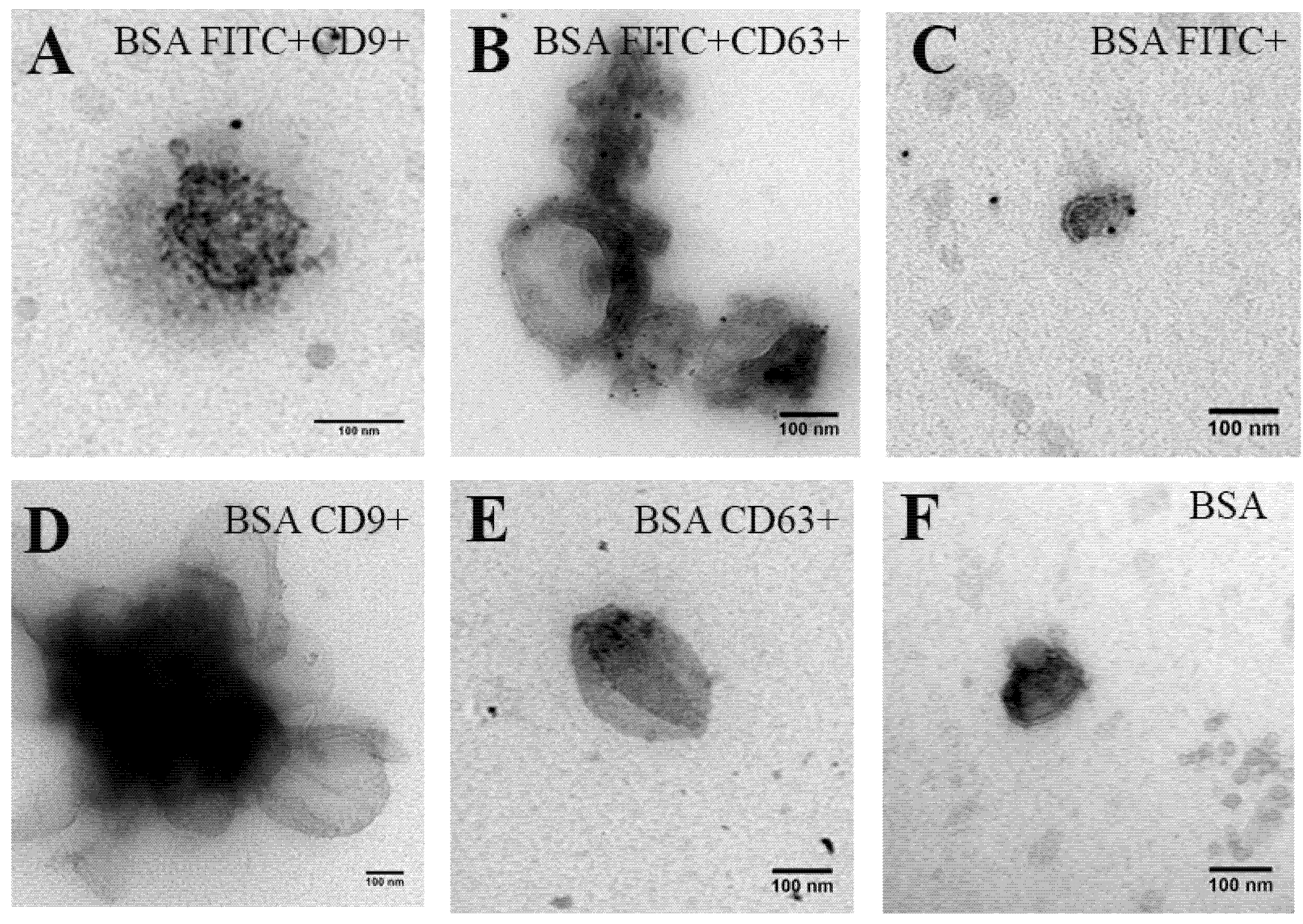 Ijms 21 03024 g005 Ijms 21 03024 g005