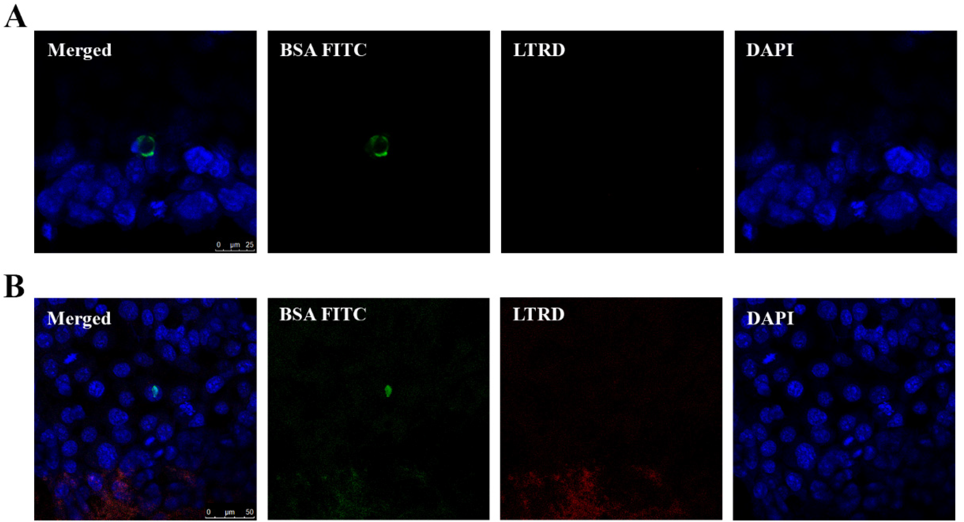 Ijms 21 03024 g007 Ijms 21 03024 g007
