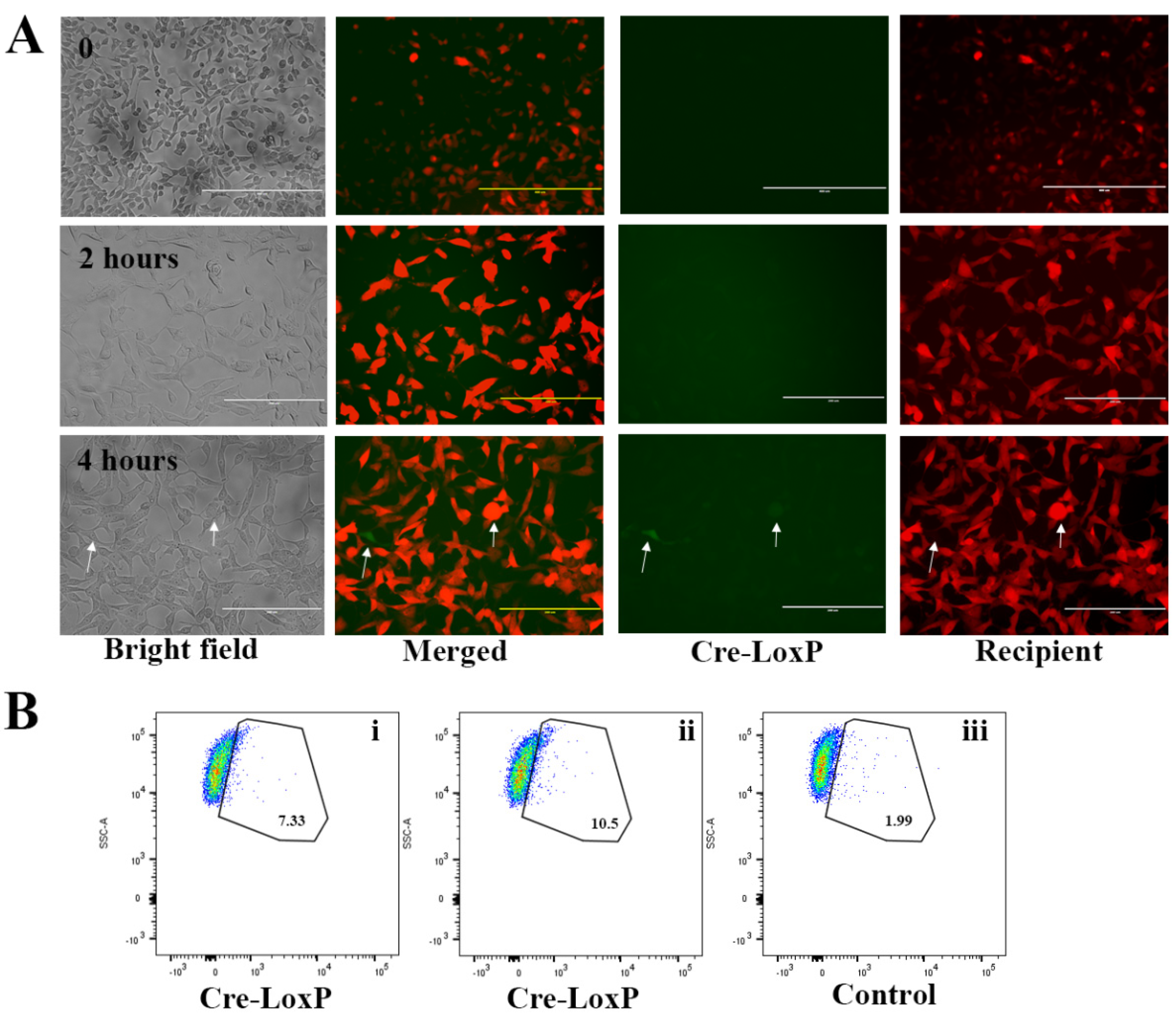 Ijms 21 03024 g008 Ijms 21 03024 g008