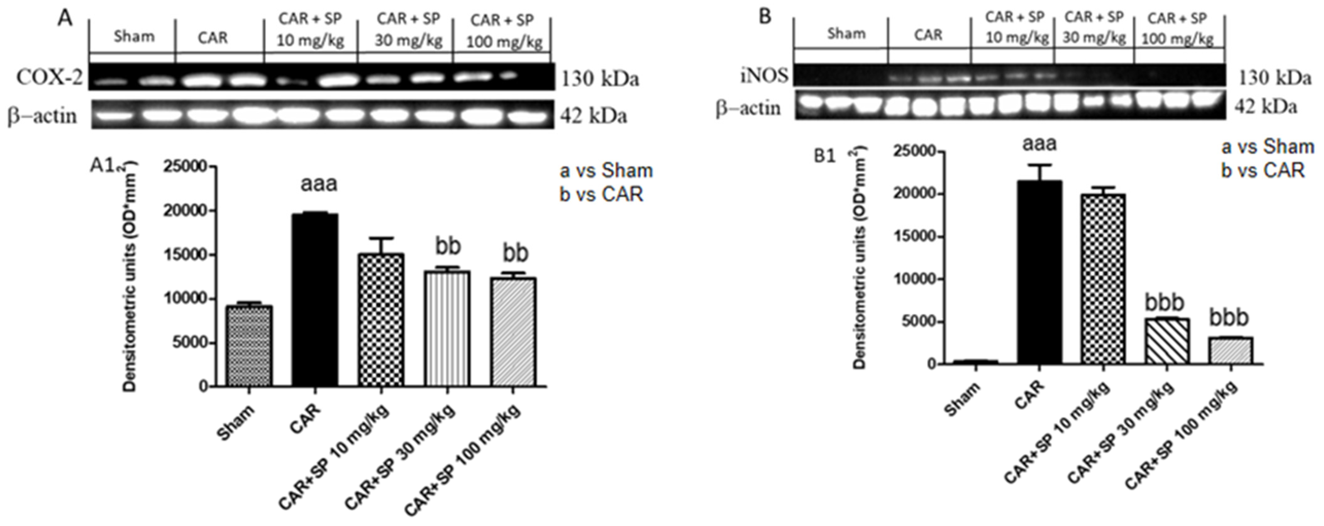Ijms 21 03026 g008 Ijms 21 03026 g008