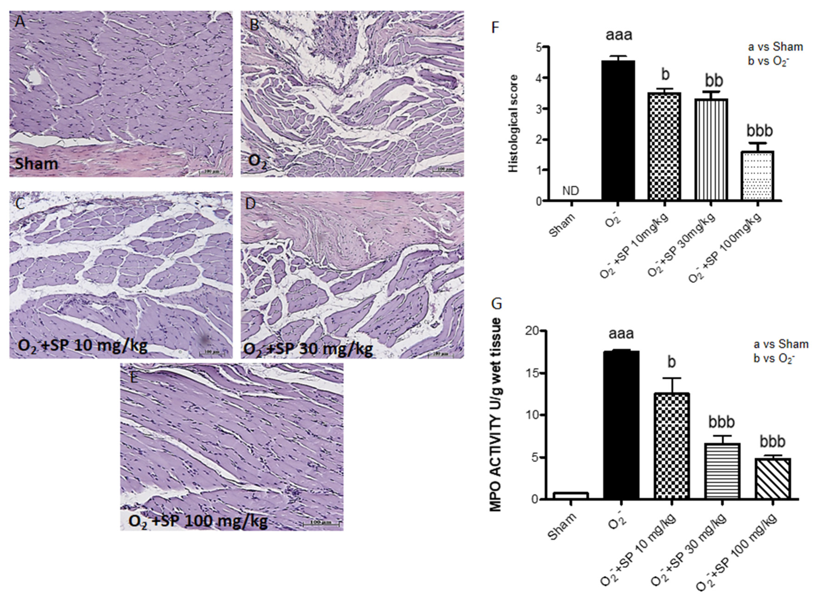 Ijms 21 03026 g010 Ijms 21 03026 g010
