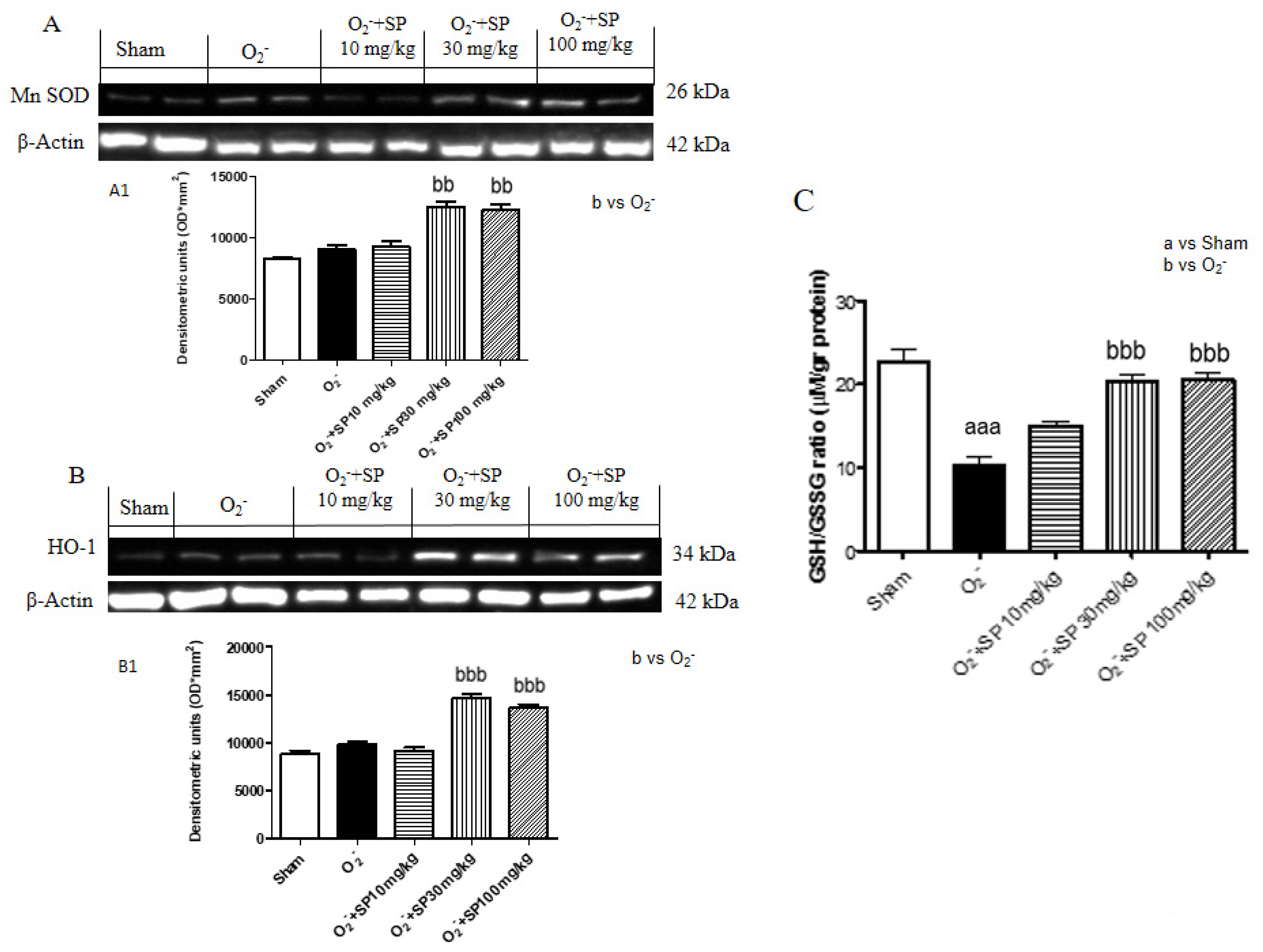 Ijms 21 03026 g011 Ijms 21 03026 g011