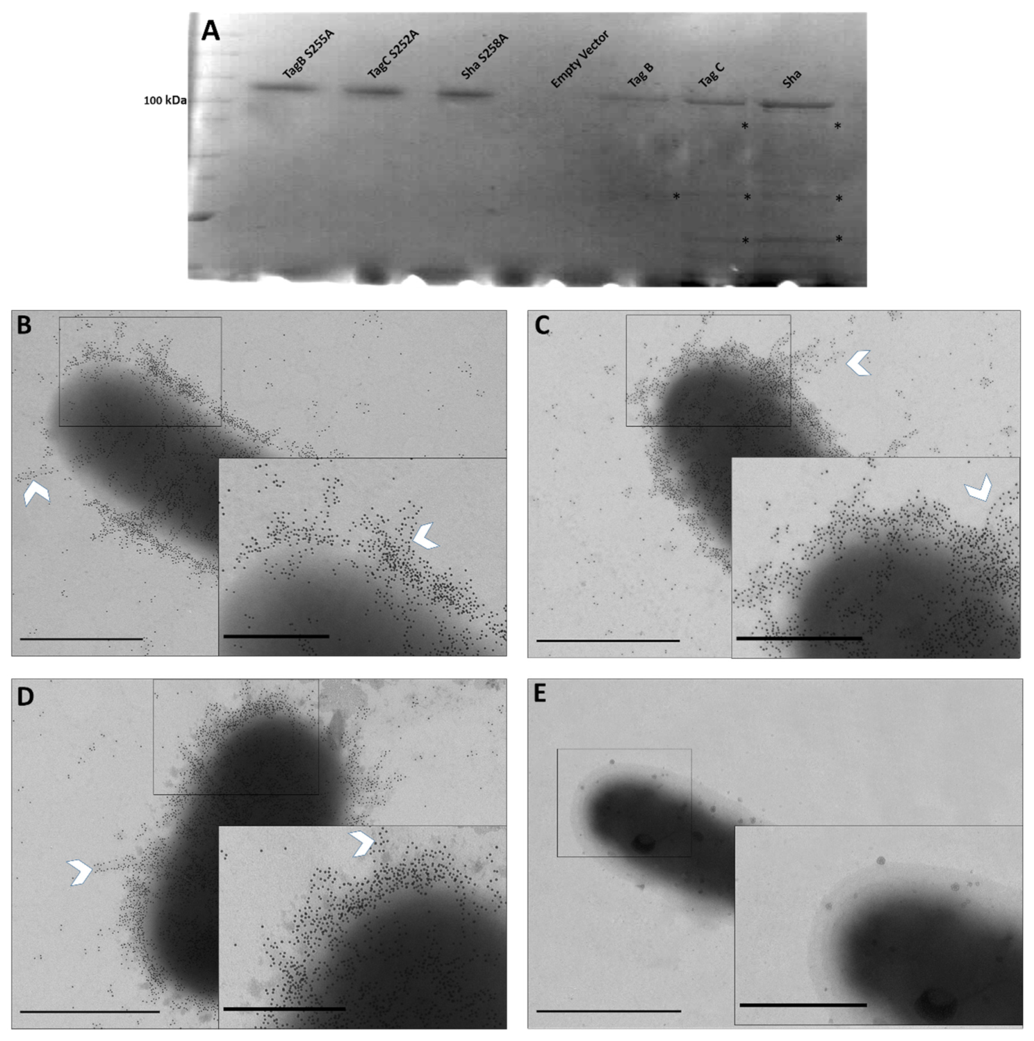 Ijms 21 03047 g001 Ijms 21 03047 g001