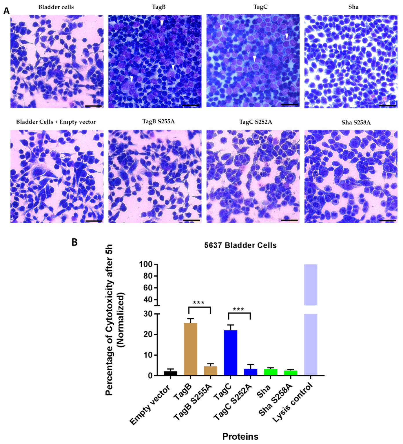Ijms 21 03047 g003 Ijms 21 03047 g003