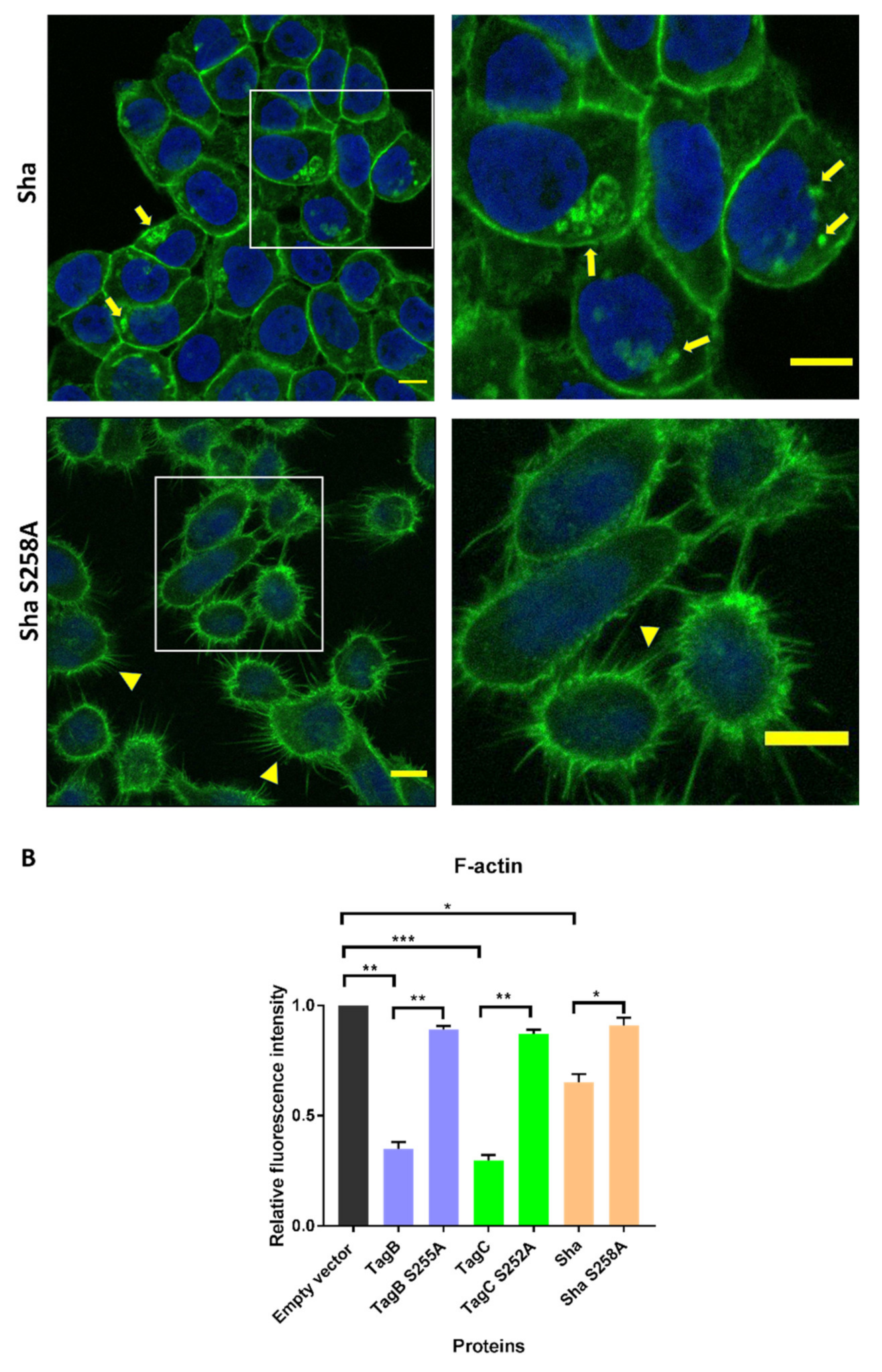 Ijms 21 03047 g004c Ijms 21 03047 g004c