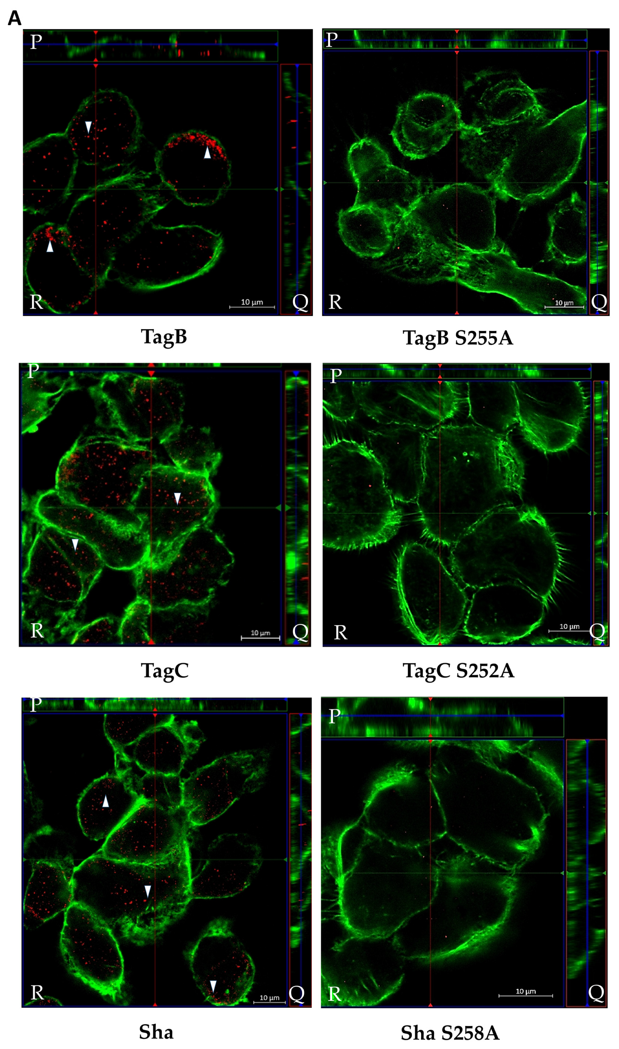 Ijms 21 03047 g005a Ijms 21 03047 g005a