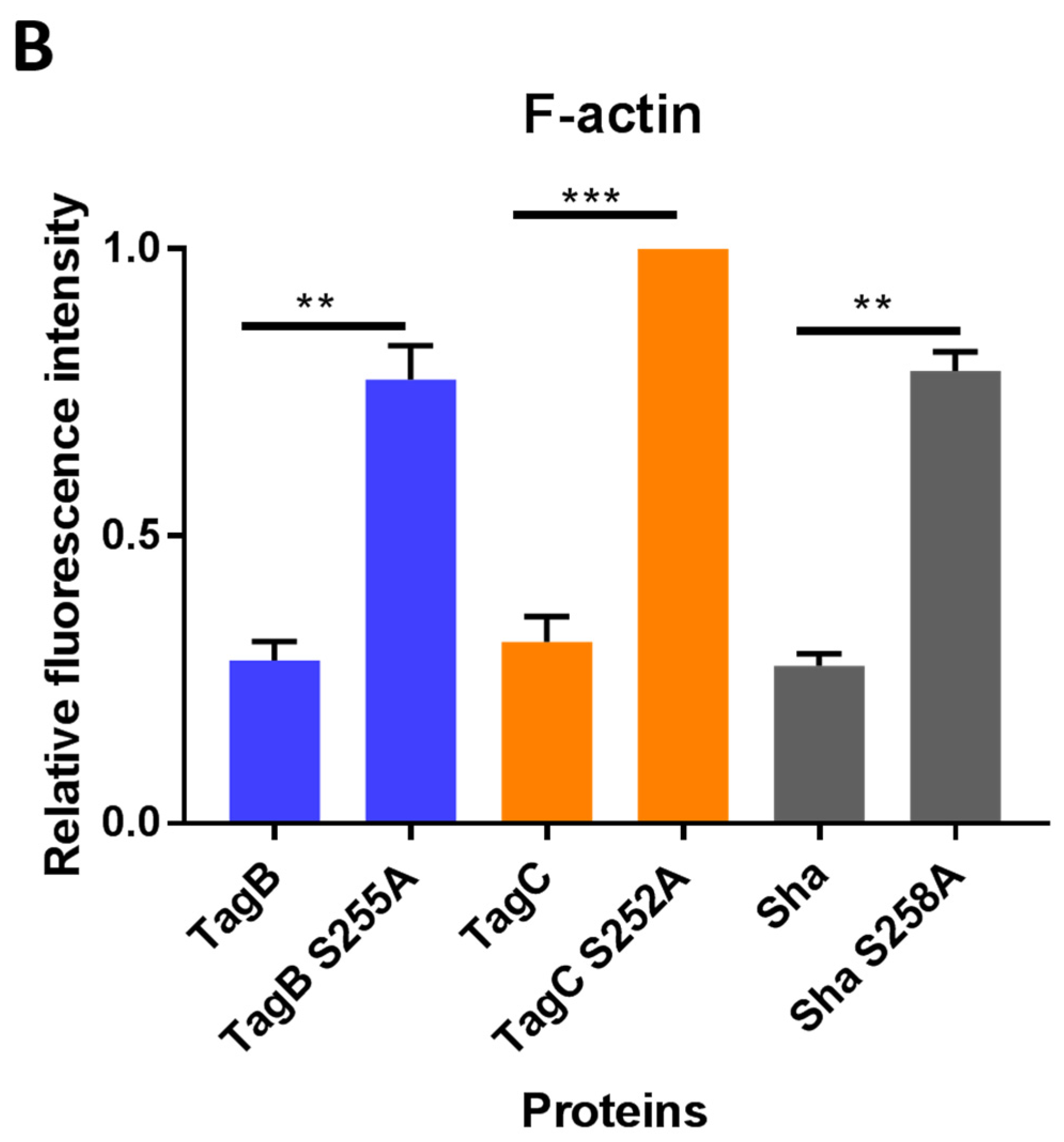 Ijms 21 03047 g005b Ijms 21 03047 g005b