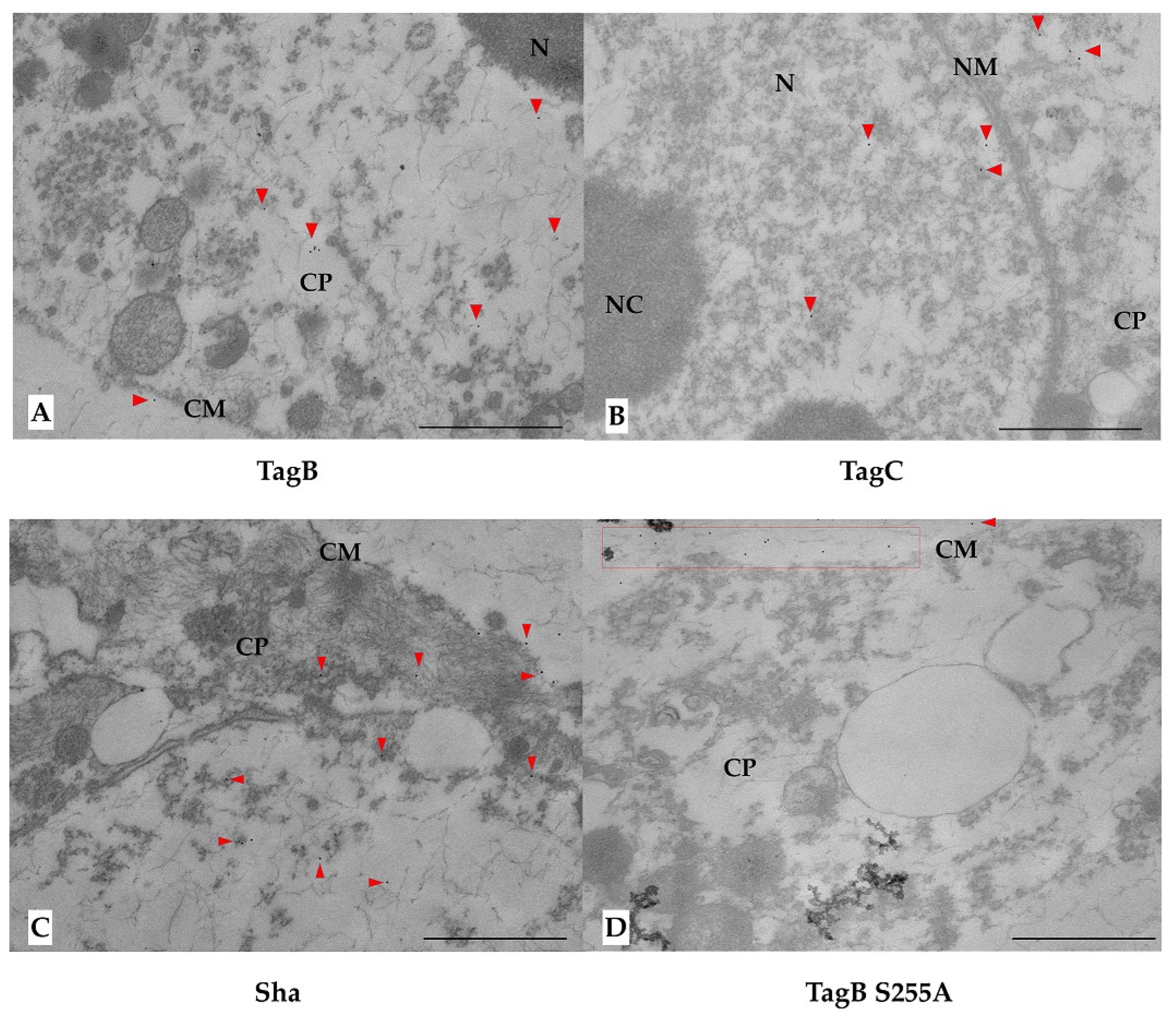 Ijms 21 03047 g006 Ijms 21 03047 g006