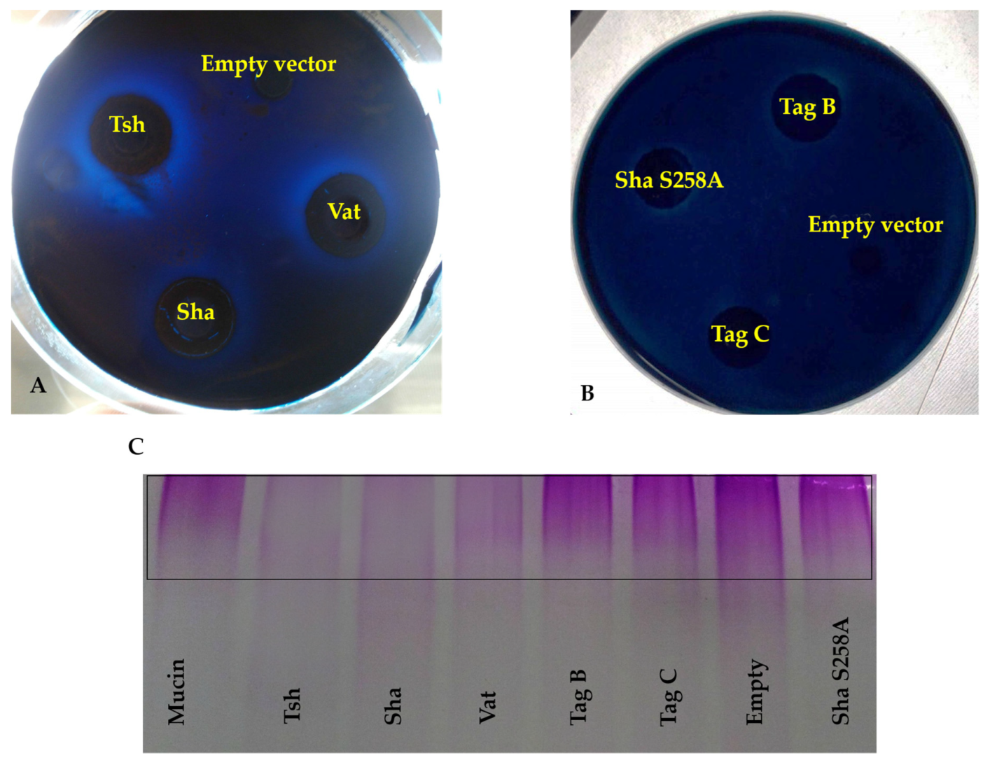 Ijms 21 03047 g007 Ijms 21 03047 g007