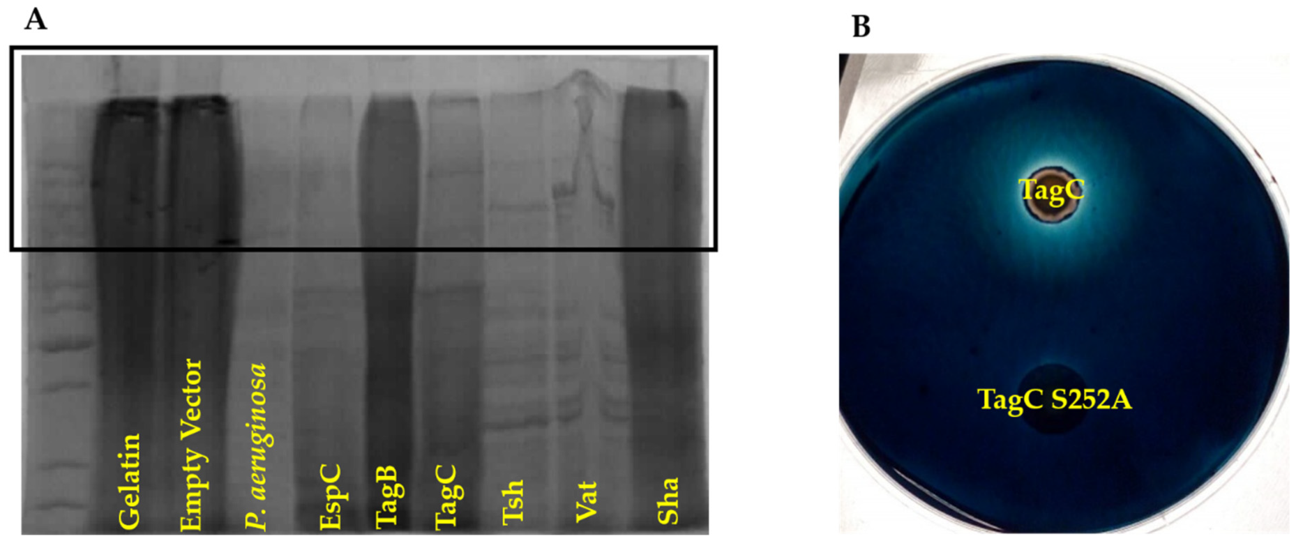 Ijms 21 03047 g008 Ijms 21 03047 g008