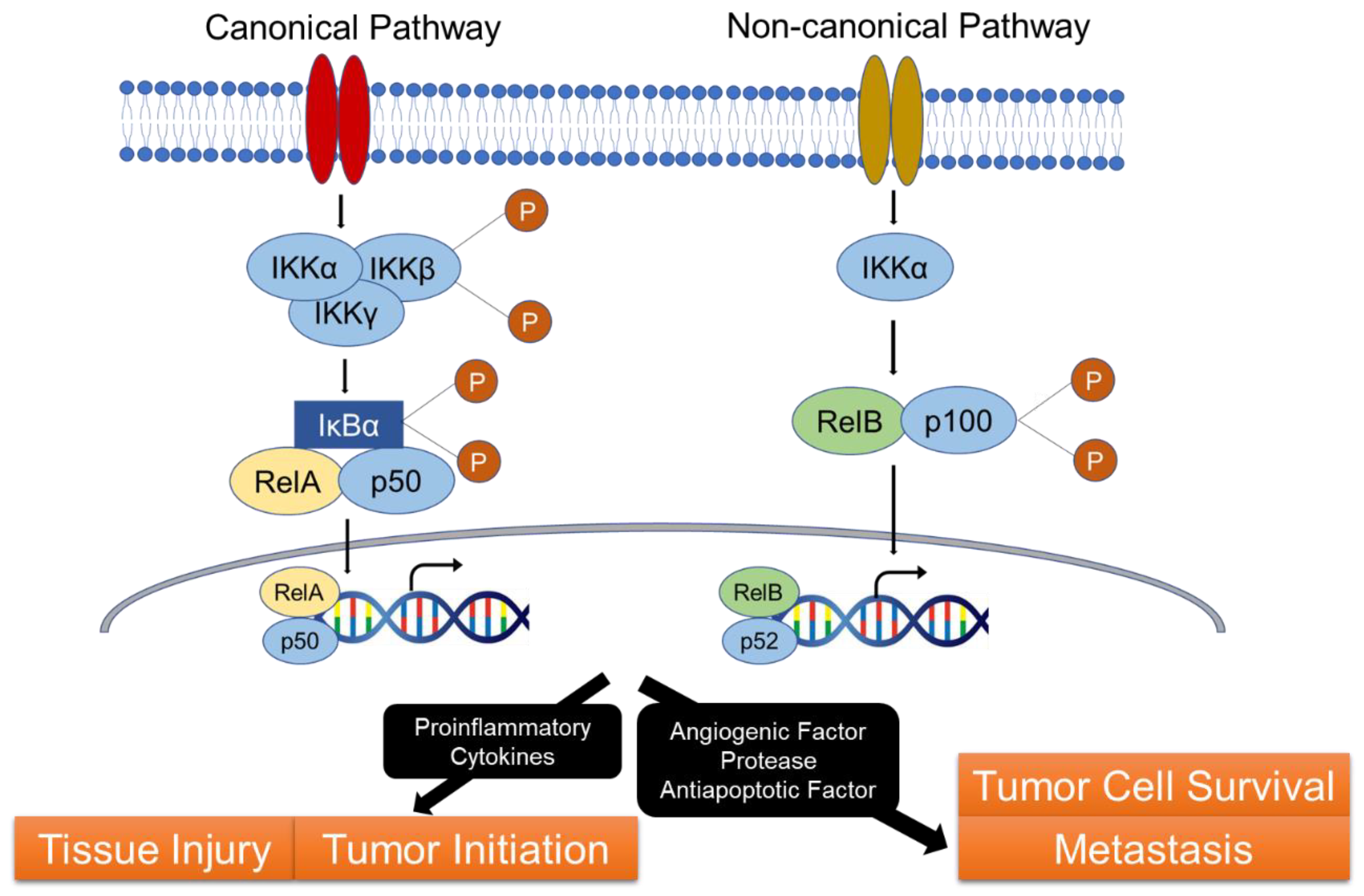 Ijms 21 03062 g002 Ijms 21 03062 g002