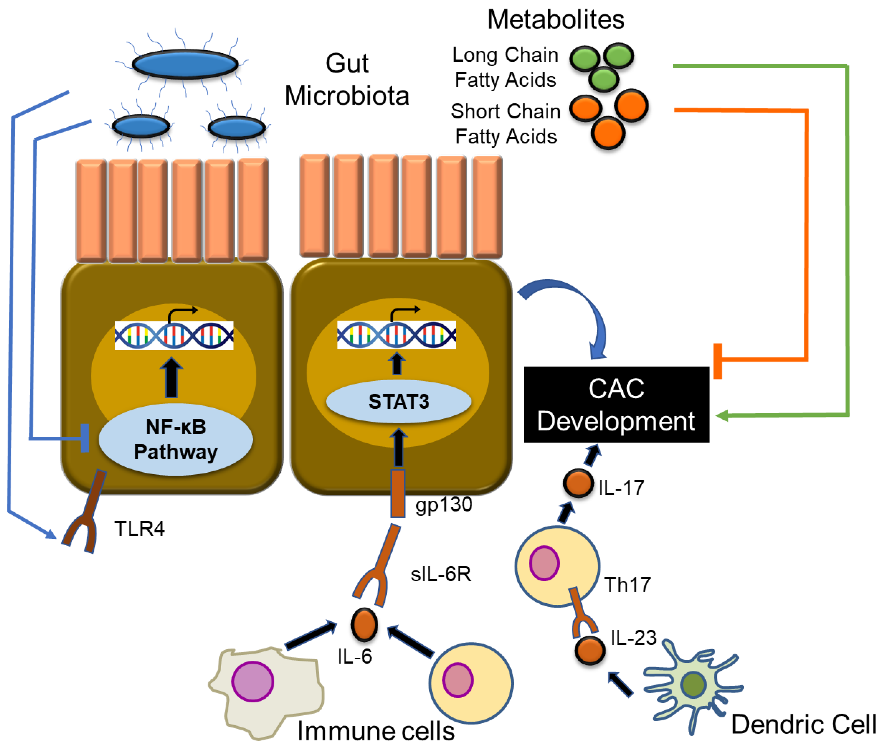 Ijms 21 03062 g003 Ijms 21 03062 g003