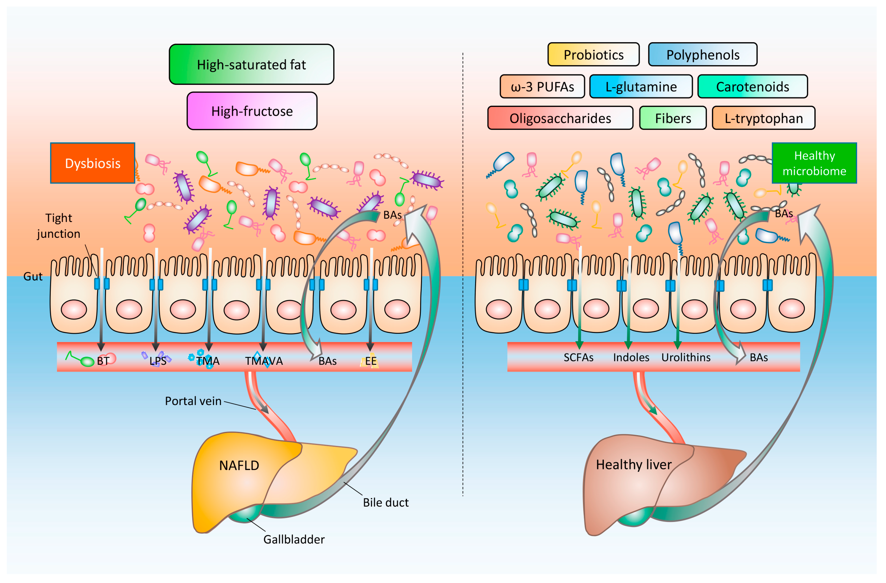 l glutamin dysbiosis